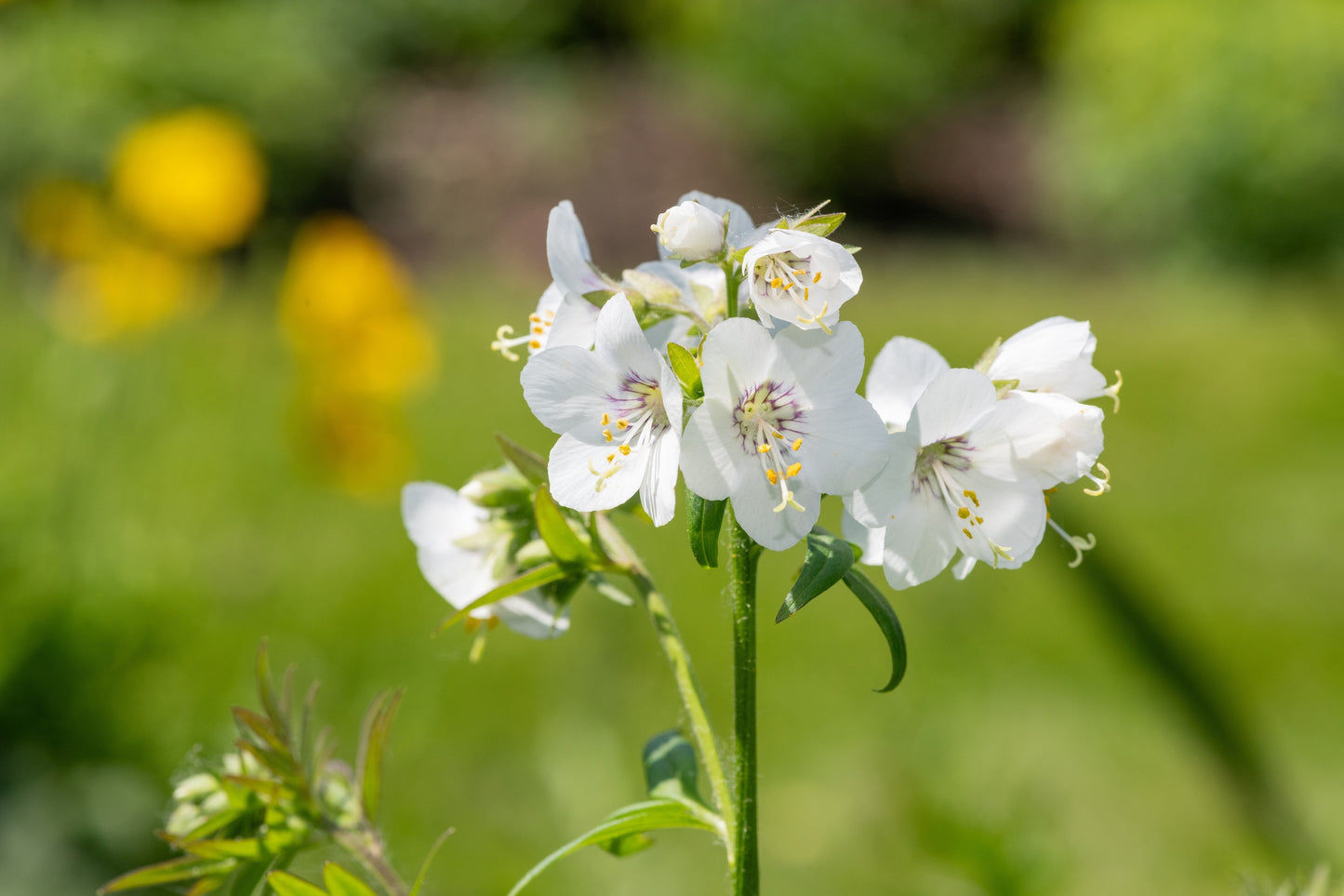 50 WHITE Polemonium Caeruleum JACOB'S LADDER Flower Seeds