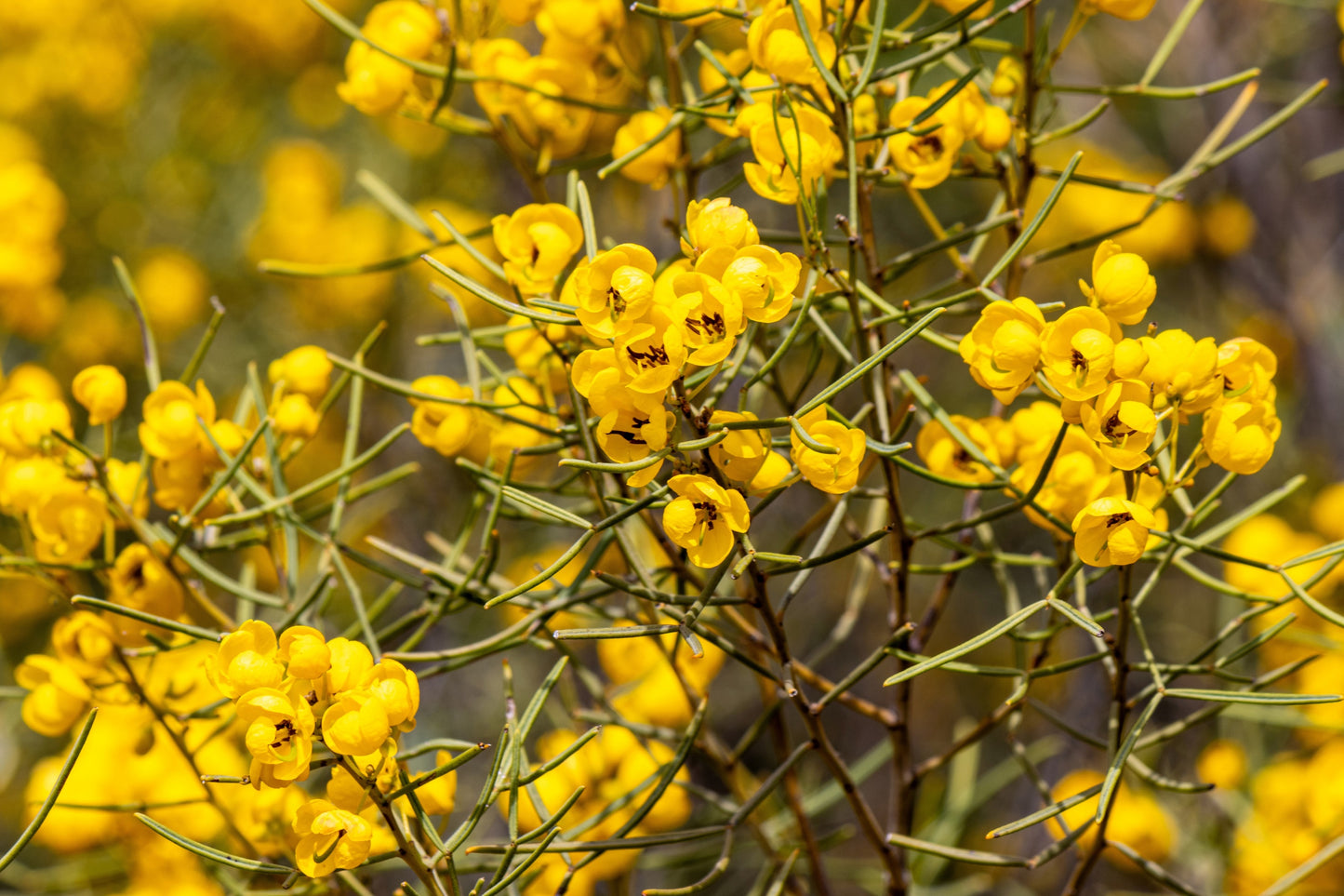 50 Yellow FEATHERY CASSIA Green Senna Artemisioides Seeds