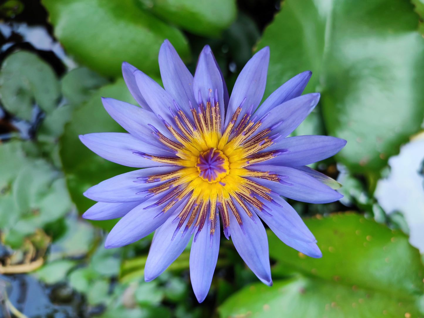 10 BLUE WATER LILY / Lily Pad / Asian Water Lotus / Sacred Egyptian Lotus Nymphaea Caerulea Flower Seeds