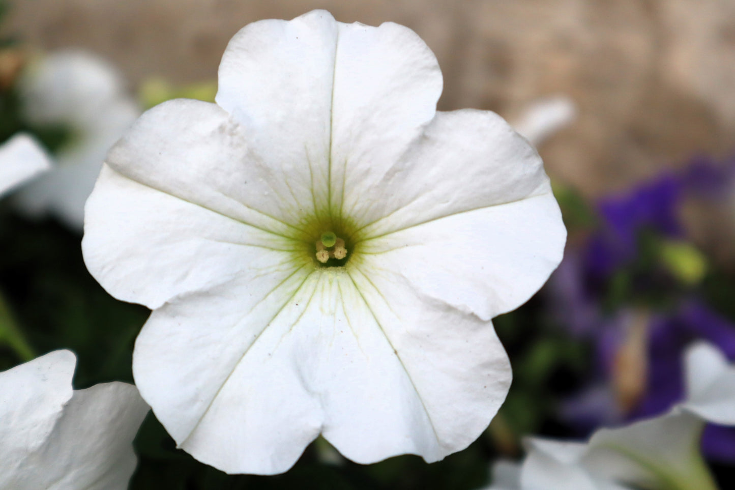 25 WHITE PETUNIA Grandiflora Flower Seeds