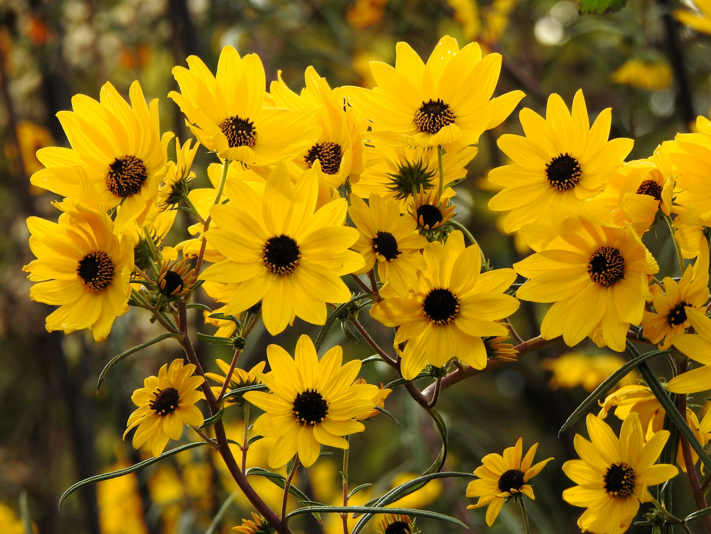 100 SWAMP SUNFLOWER (Narrowleaf Sunflower) Helianthus Angustifolius Flower Seeds