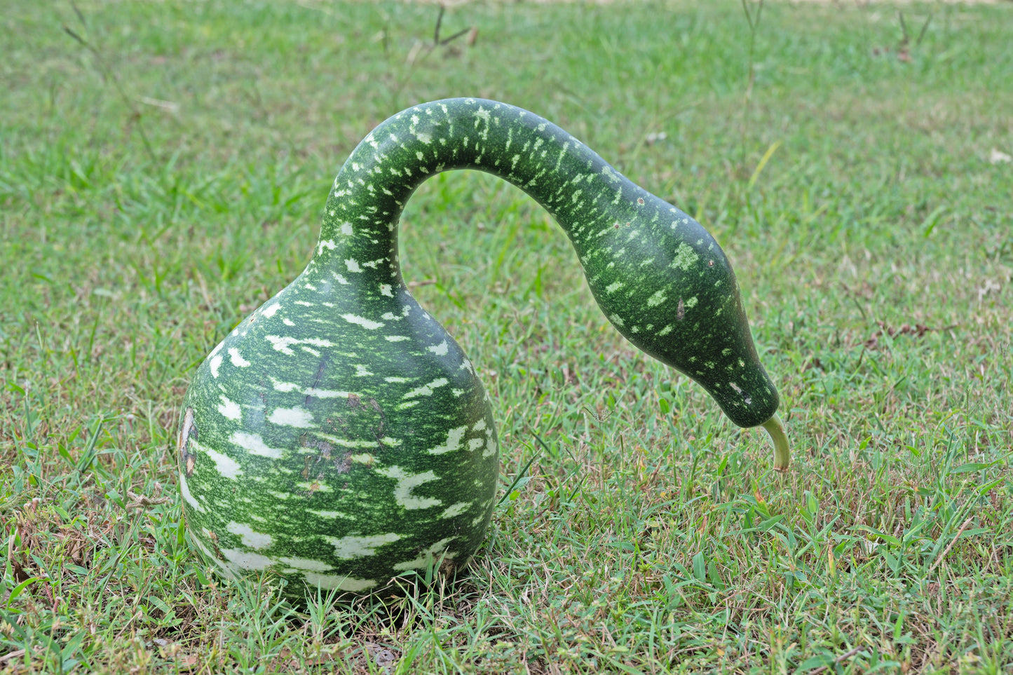 15 GOOSENECK / Bottle / SWAN GOURD Lagenaria Siceraria Vine Seeds