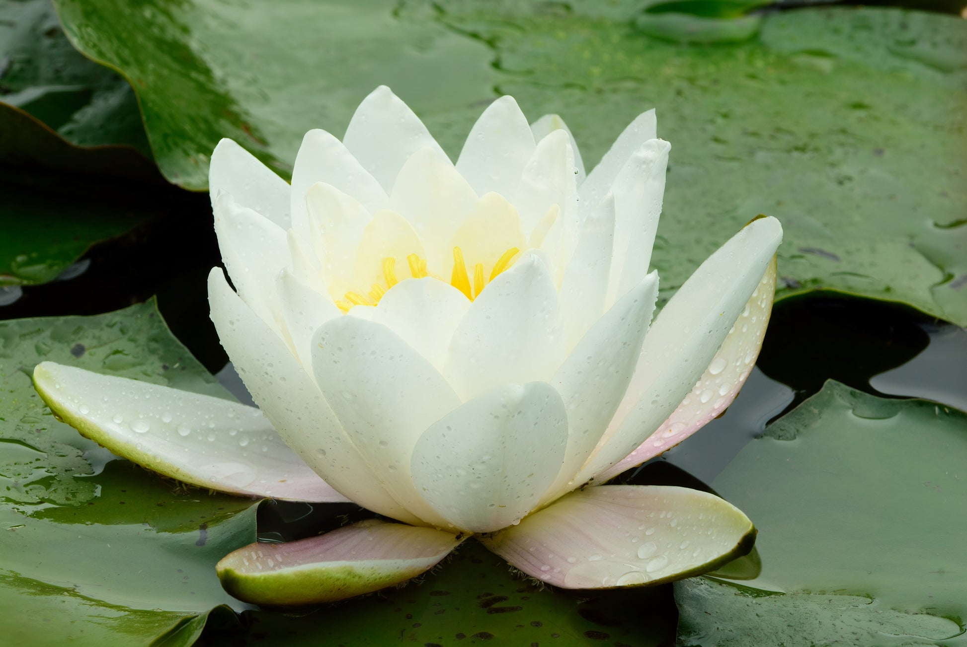 10 WHITE WATER LILY / Lily Pad / Sacred Asian Water Lotus Nymphaea Amp –  Seedville USA