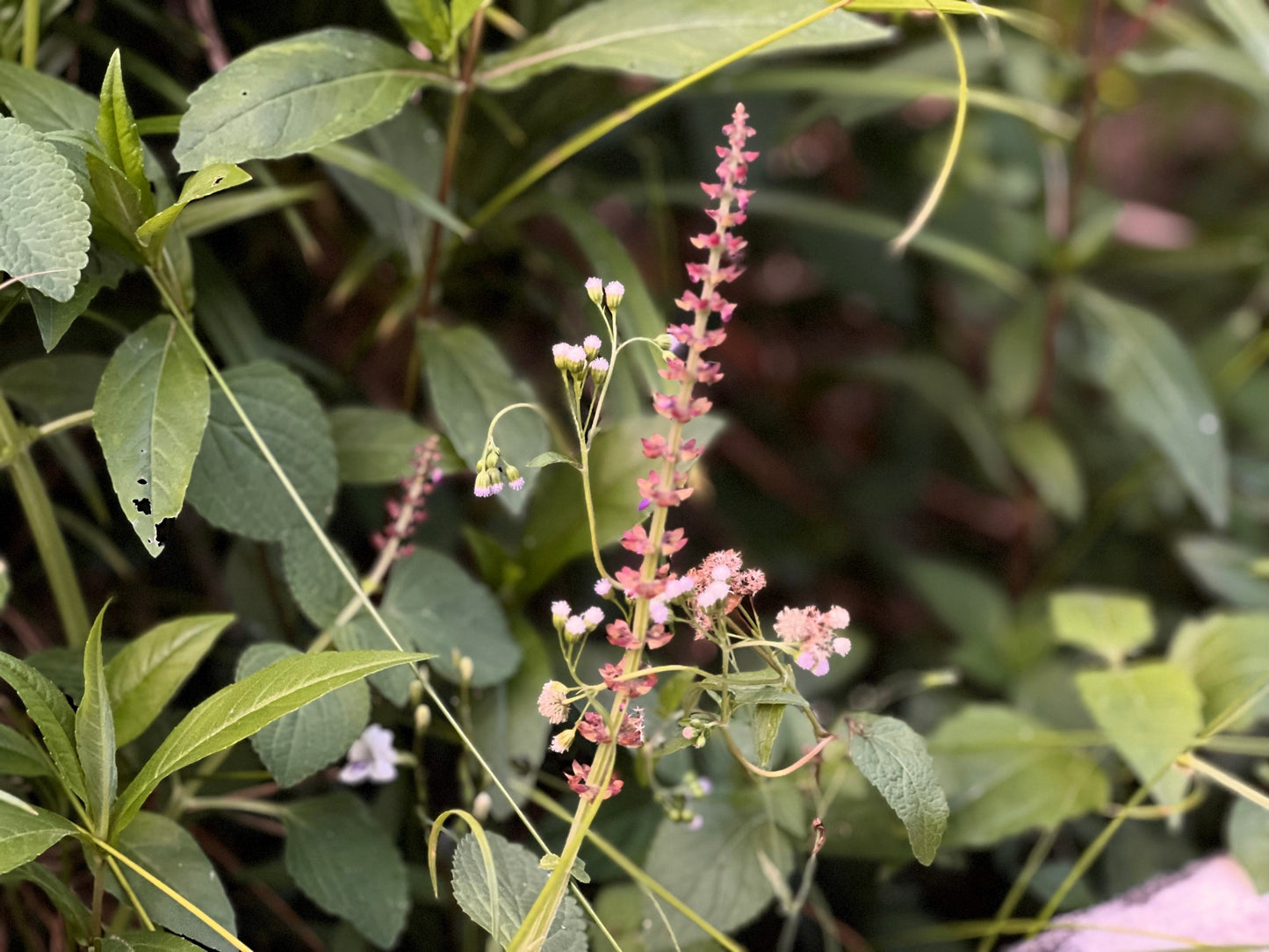 100 CANADIAN GERMANDER American Wood Sage Teucrium Canadense Herb Flower Seeds