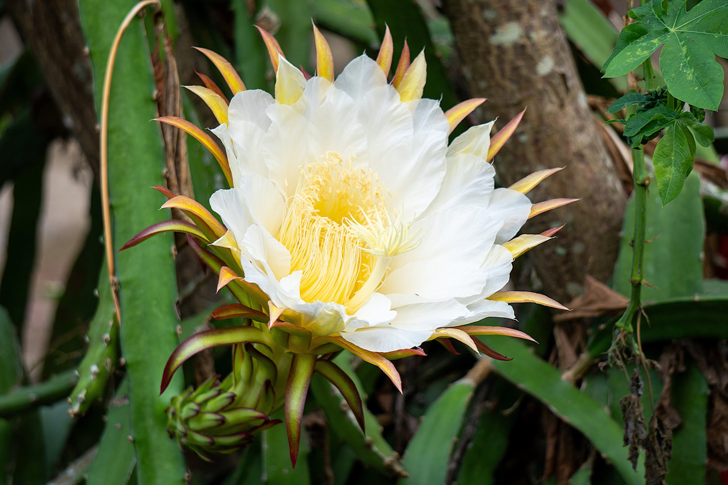 20 WHITE DRAGON FRUIT (Pitaya / Pitahaya / Strawberry Pear) Hylocereus Undatus Cactus Seeds