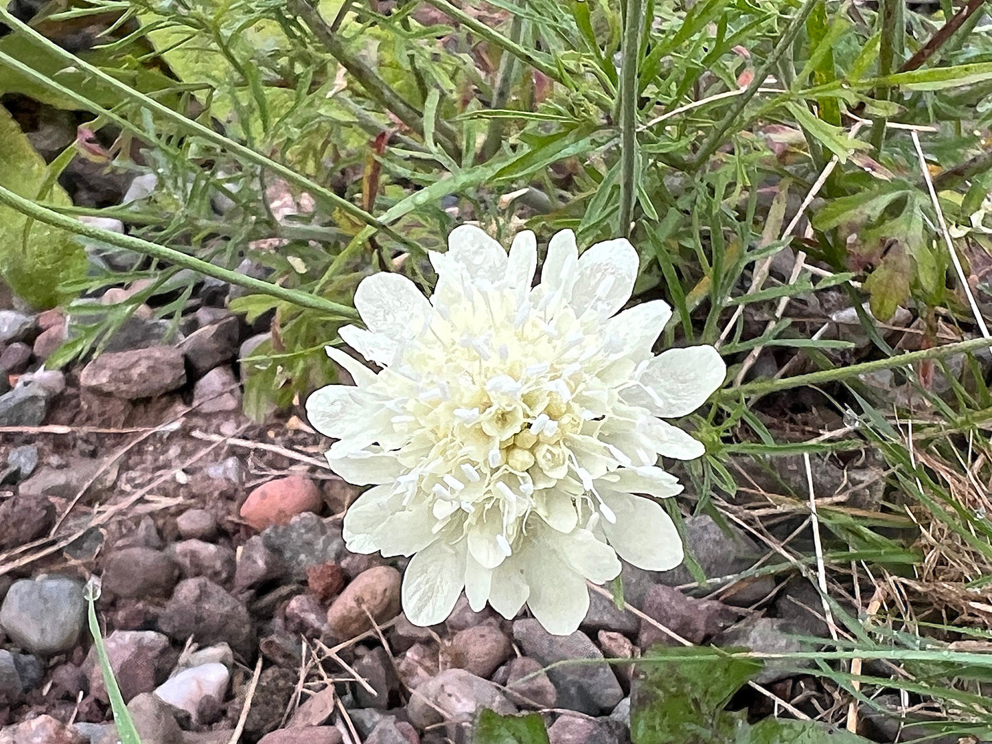 50 FINEST MIXED Colors SCABIOSA (Mourning Bride / Pin Cushion) Scabiosa Atropurpurea Flower Seeds