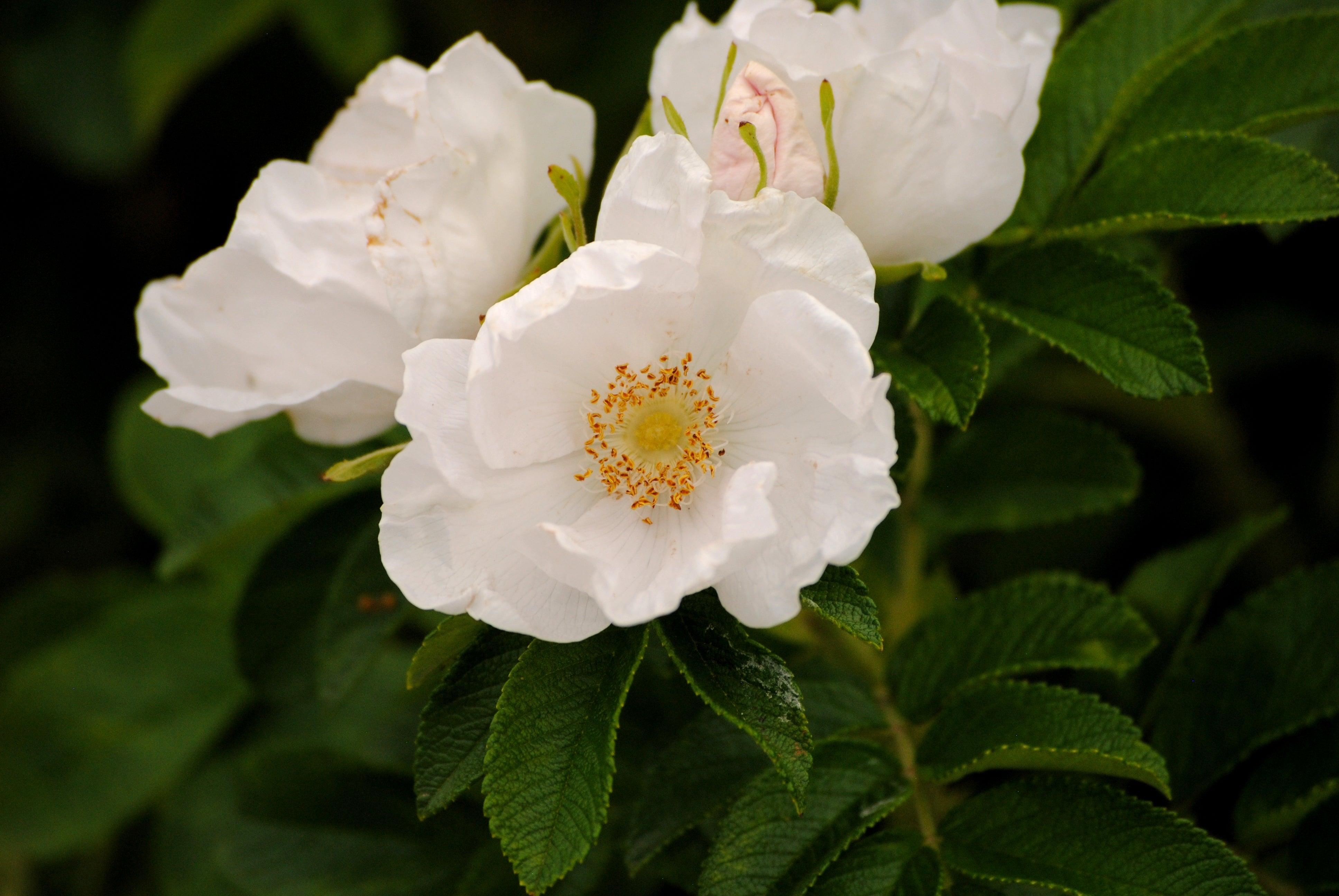 花 ALBAROSA 10 WHITE JAPANESE ROSE Rosa Rugosa Alba Bush Rugosa Rose Flower