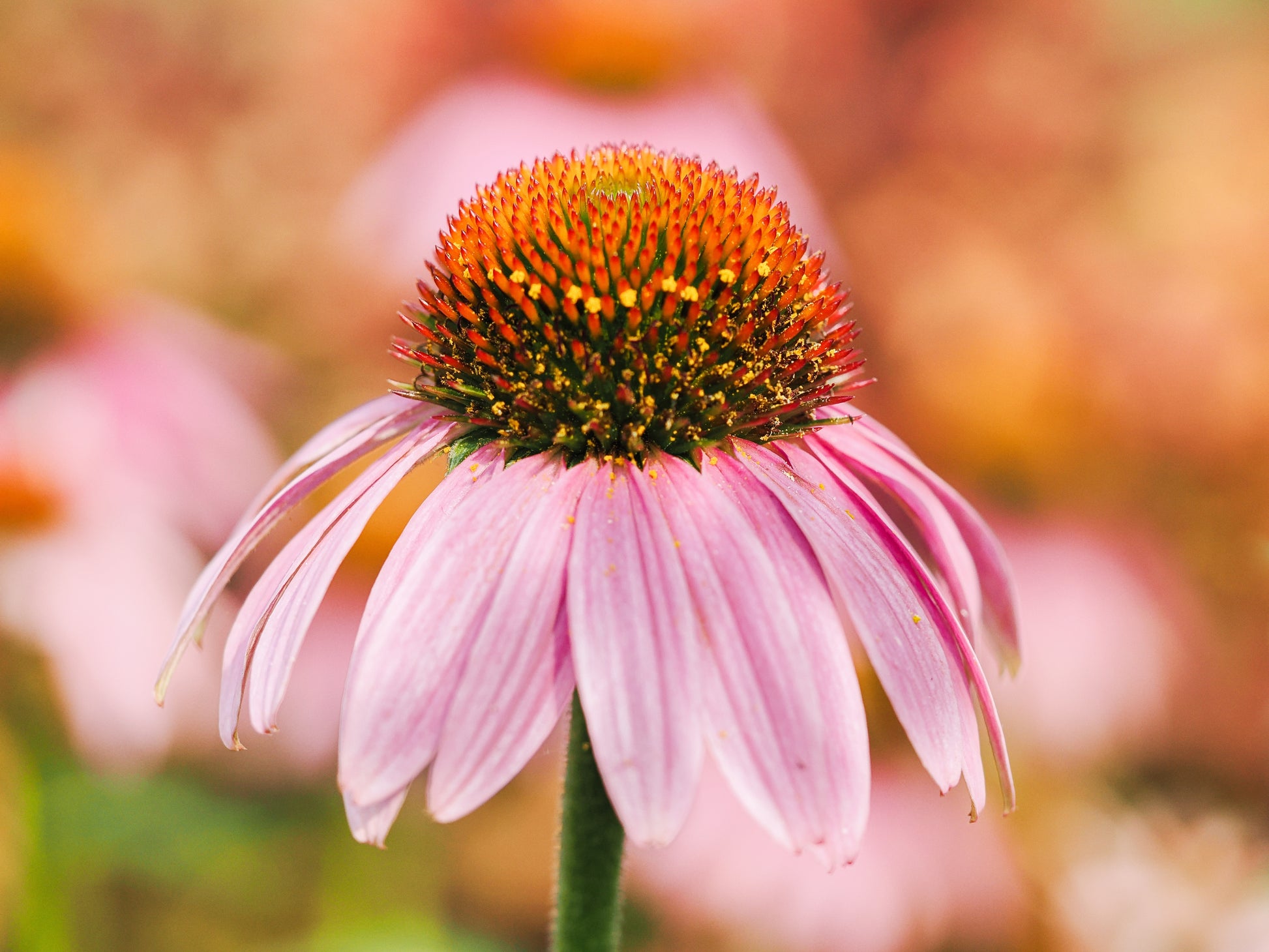pink plant seeds 50 PINK BABY CONEFLOWER Echinacea Pallida Flower Seeds