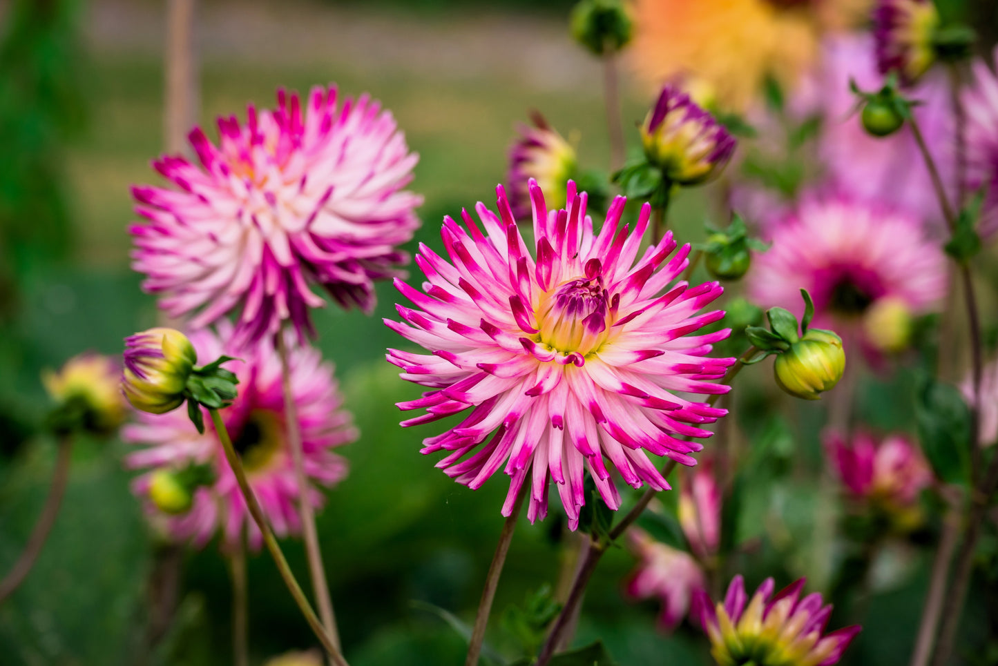 25 CACTUS DOUBLE DAHLIA Mix Variabilis Mixed Colors Hummingbird Flower Seeds