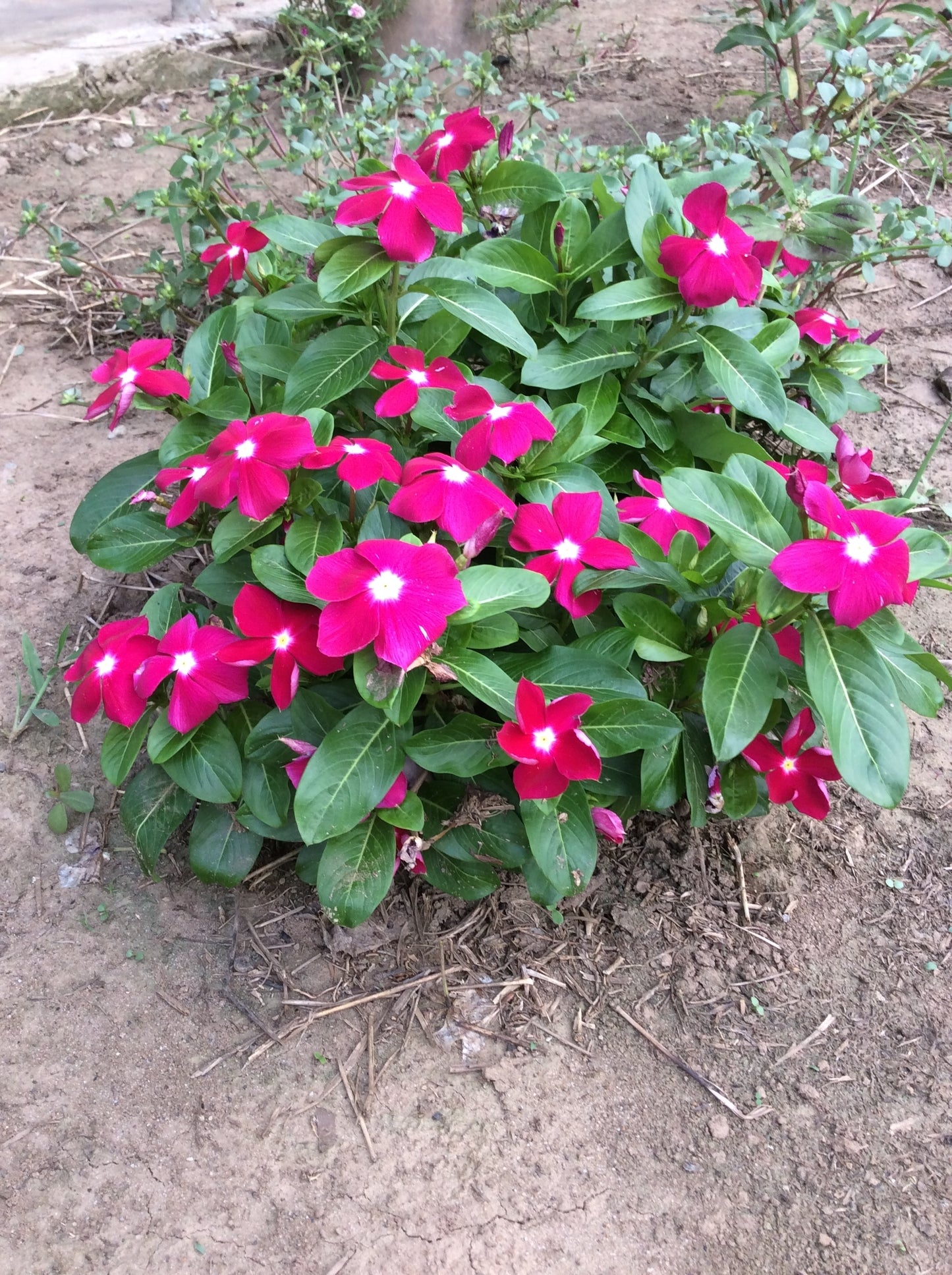 100 Pink DWARF ROSE PERIWINKLE / Vinca Rosea Flower Seeds