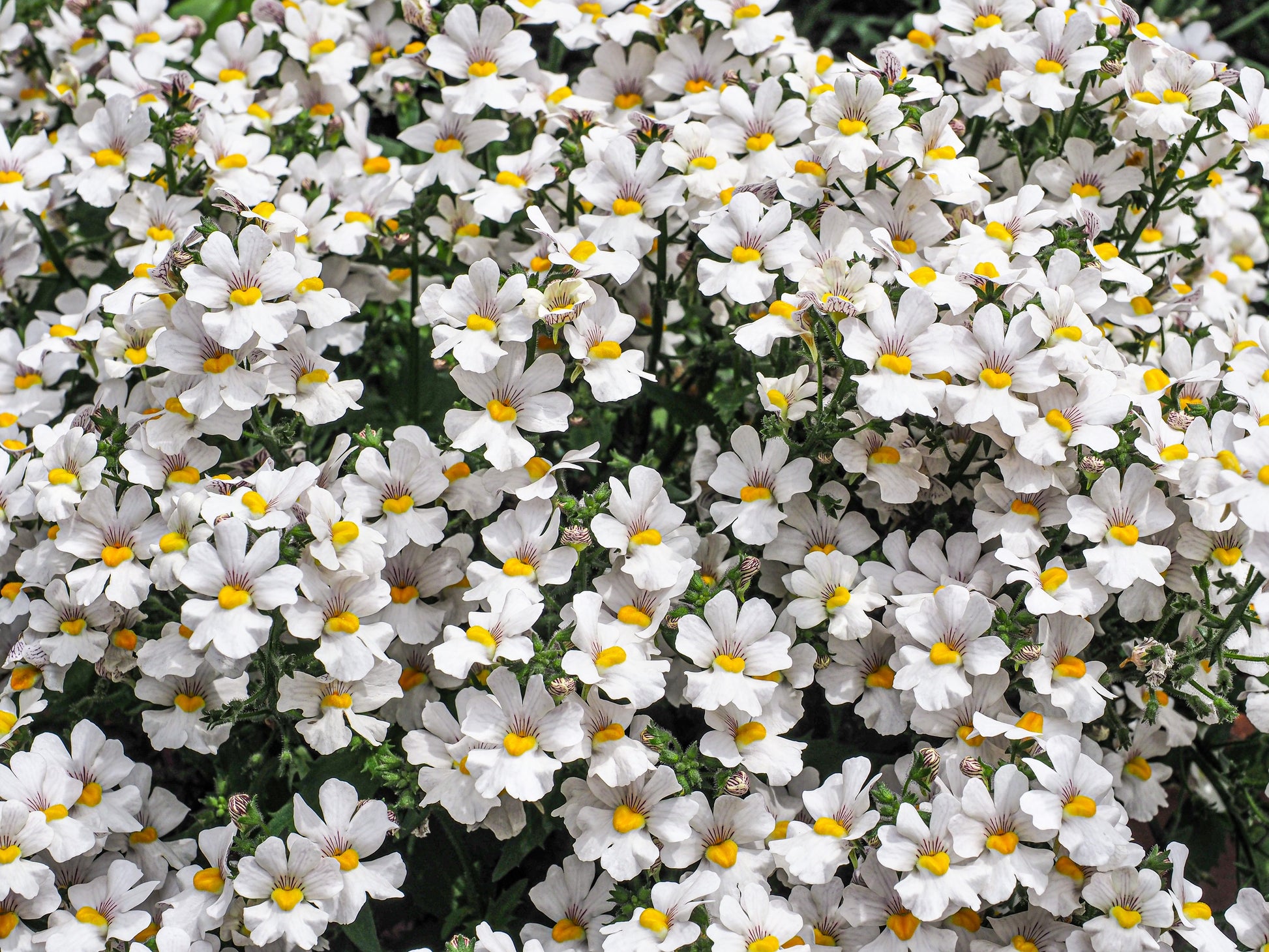white flower seed 50 WHITE KNIGHT NEMESIA Strumosa Flower Seeds