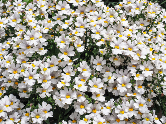 50 WHITE KNIGHT NEMESIA Strumosa Flower Seeds