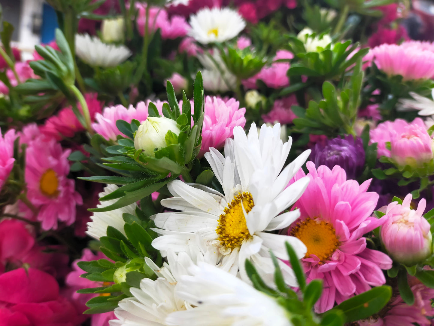 250 MIXED Colors CHINA ASTER Callistephus Chinensis Flower Seeds
