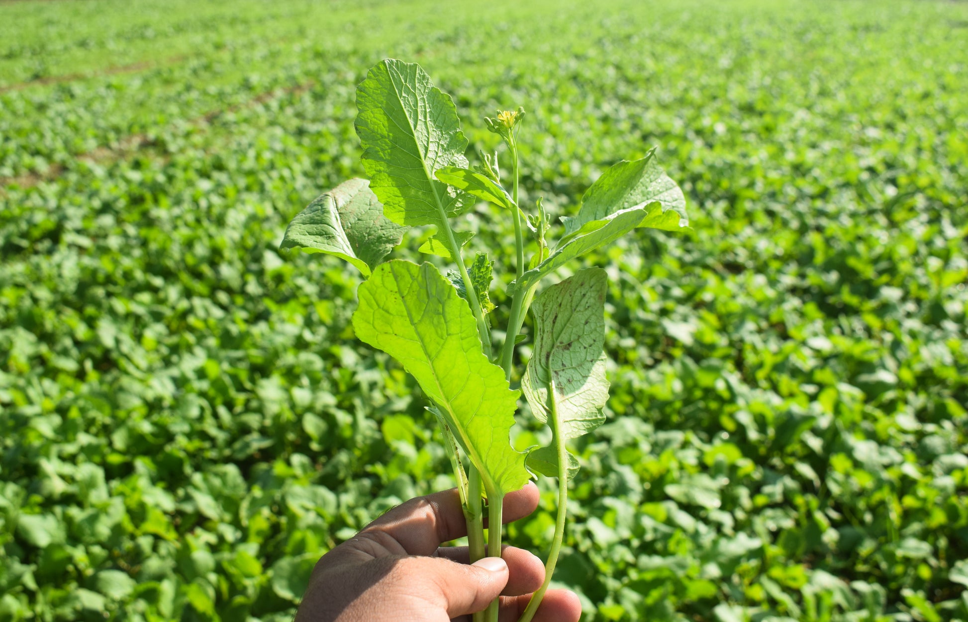 mustard seed plant height 1000 YELLOW MUSTARD Brassica Juncea Vegetable Herb Seeds – Seedville USA