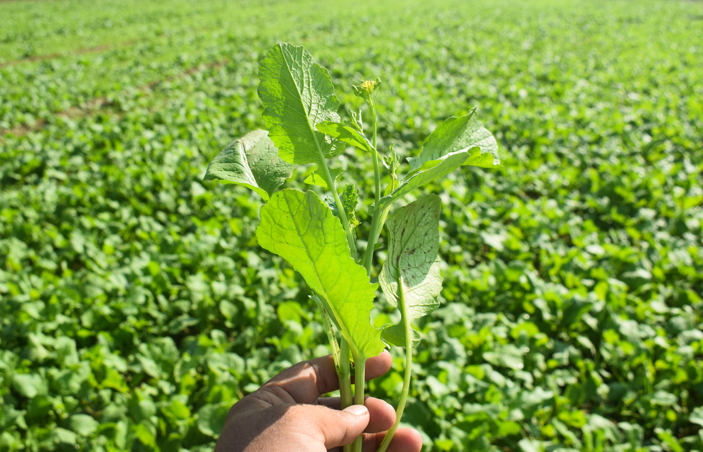 1000 YELLOW MUSTARD Brassica Juncea Vegetable Herb Seeds