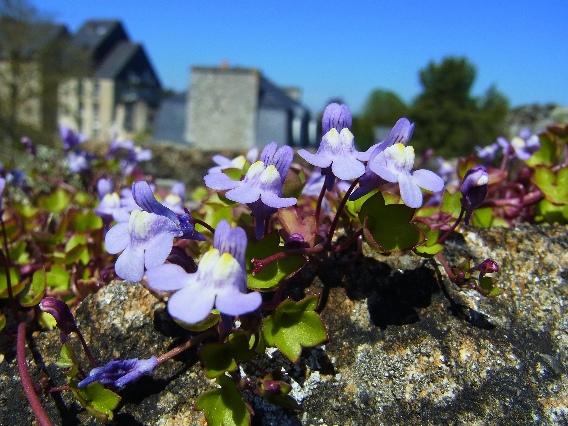 purple ivy house plant 100 KENILWORTH IVY (Ivy-Leaved Toadflax) Cymbalaria Muralis Vine Flowe – Seedville USA