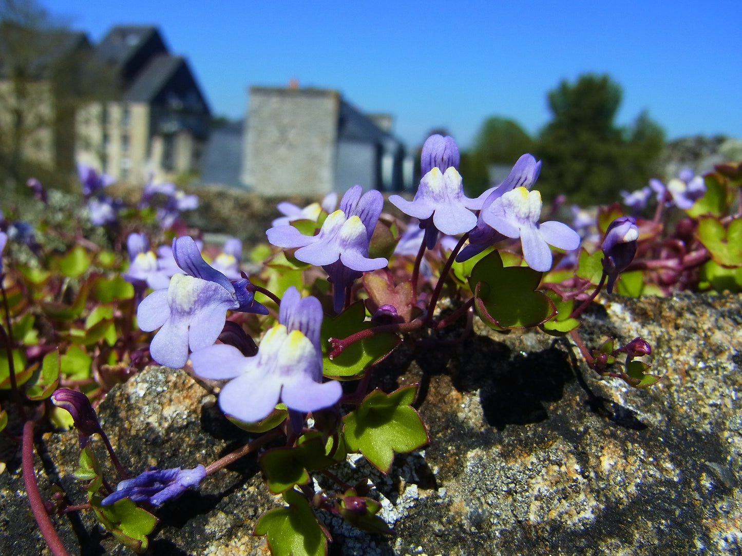 100 KENILWORTH IVY (Ivy-Leaved Toadflax) Cymbalaria Muralis Vine Flower Seeds