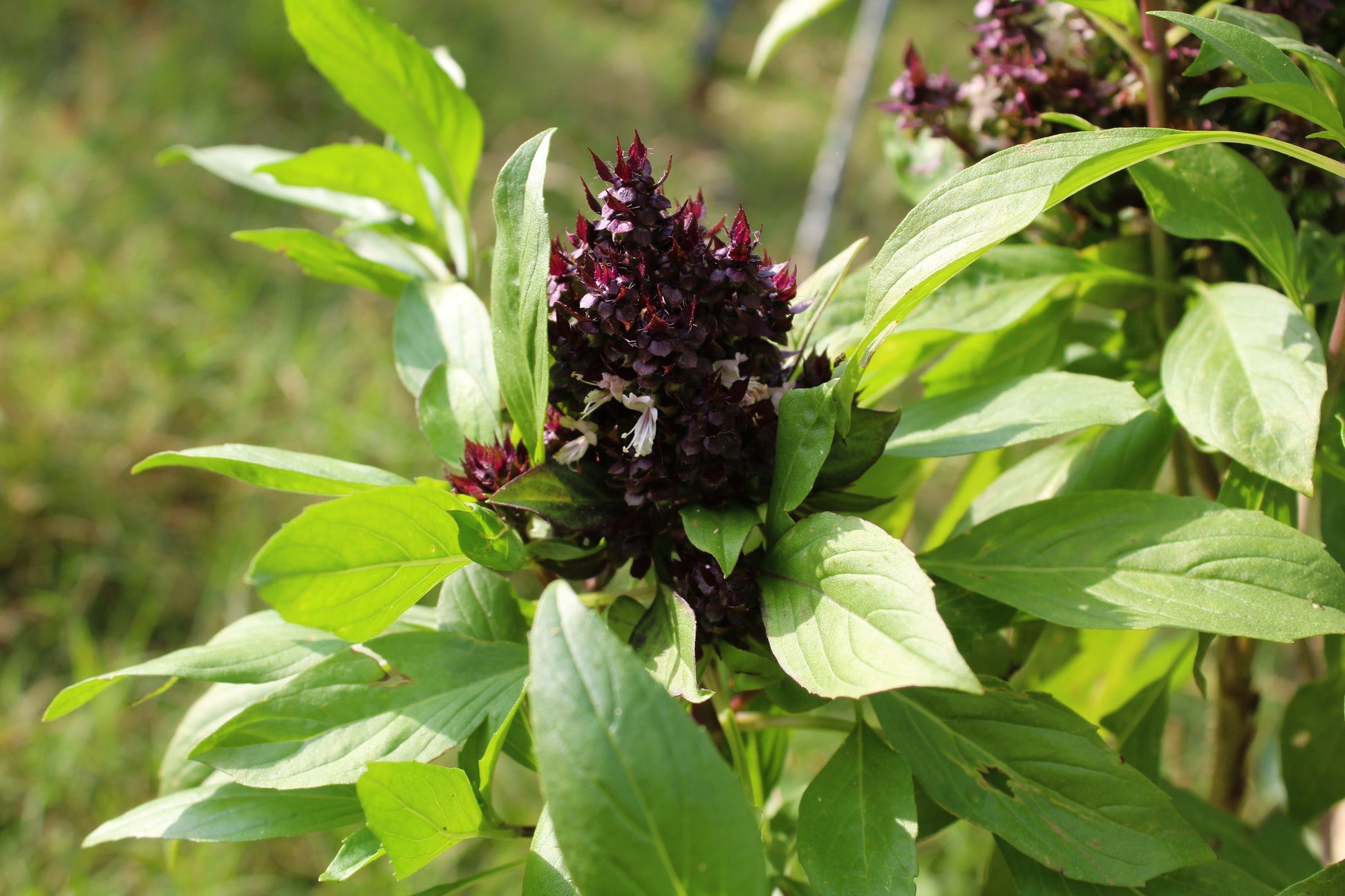 basil plant flowering seeds 250 SIAM QUEEN Thai BASIL Ocimum Thyrsiflora Herb Flower Seeds – Seedville USA