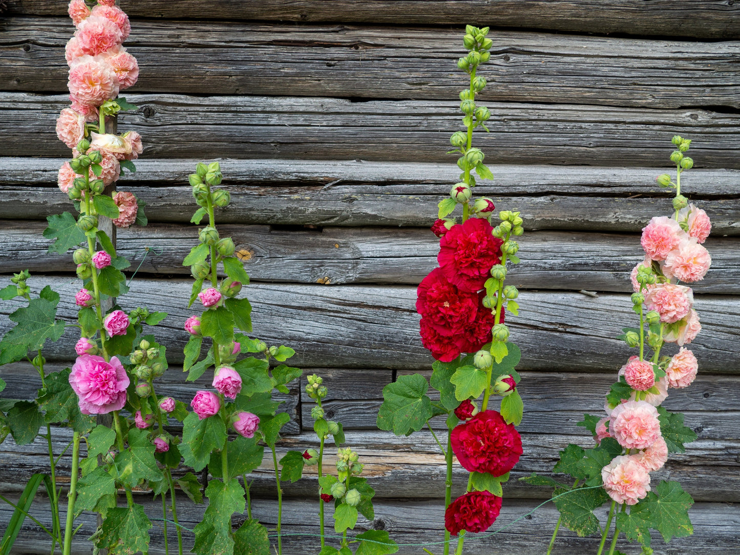 50 Dwarf Double HOLLYHOCK MAJORETTE MIX Alcea Rosea Red Pink White Maroon Yellow Mixed Color Flower Seeds