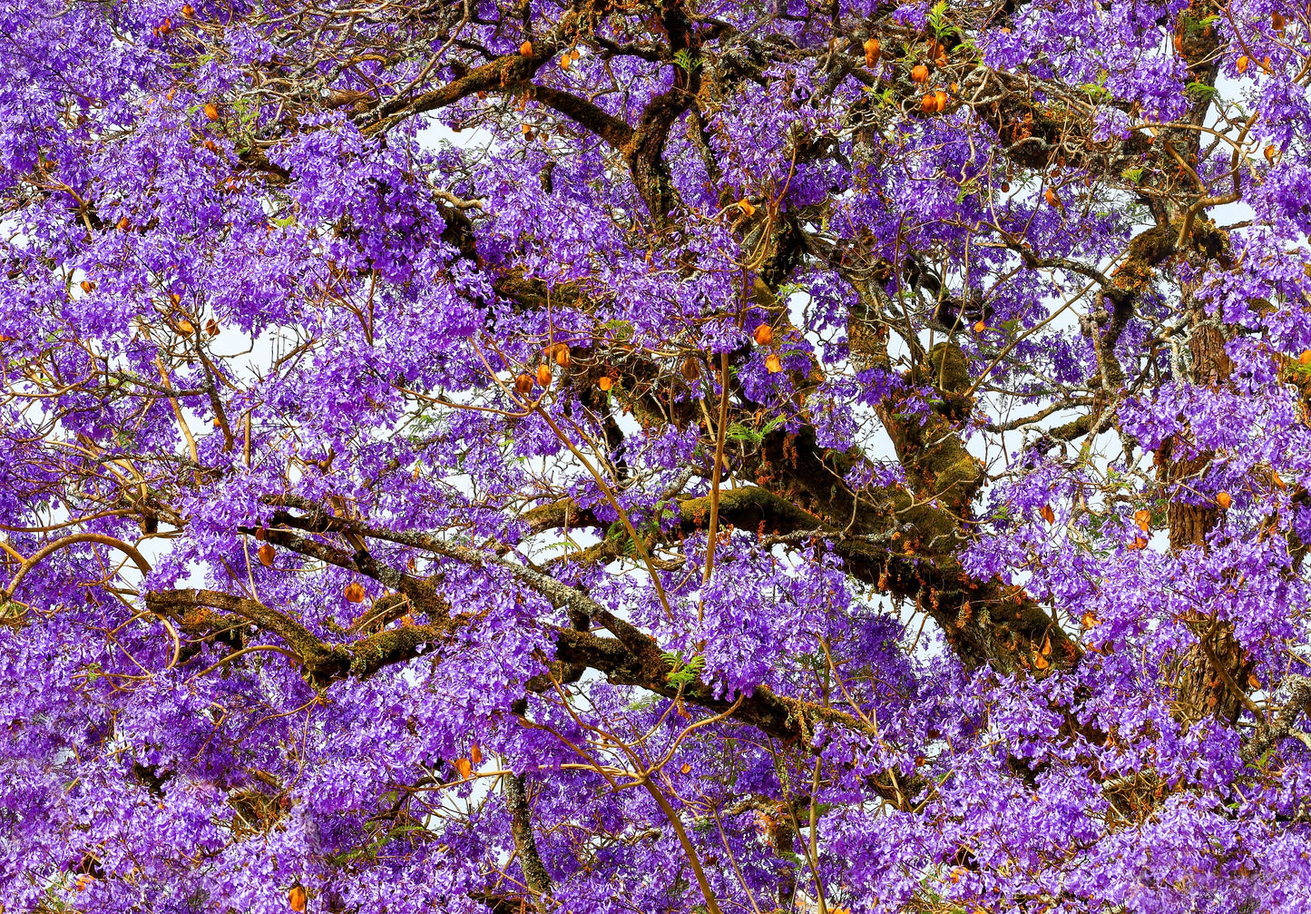 25 BLUE JACARANDA TREE ( Fern Tree / Brazilian Rose Wood / Green Ebony ) Jacaranda Mimosifolia Seeds