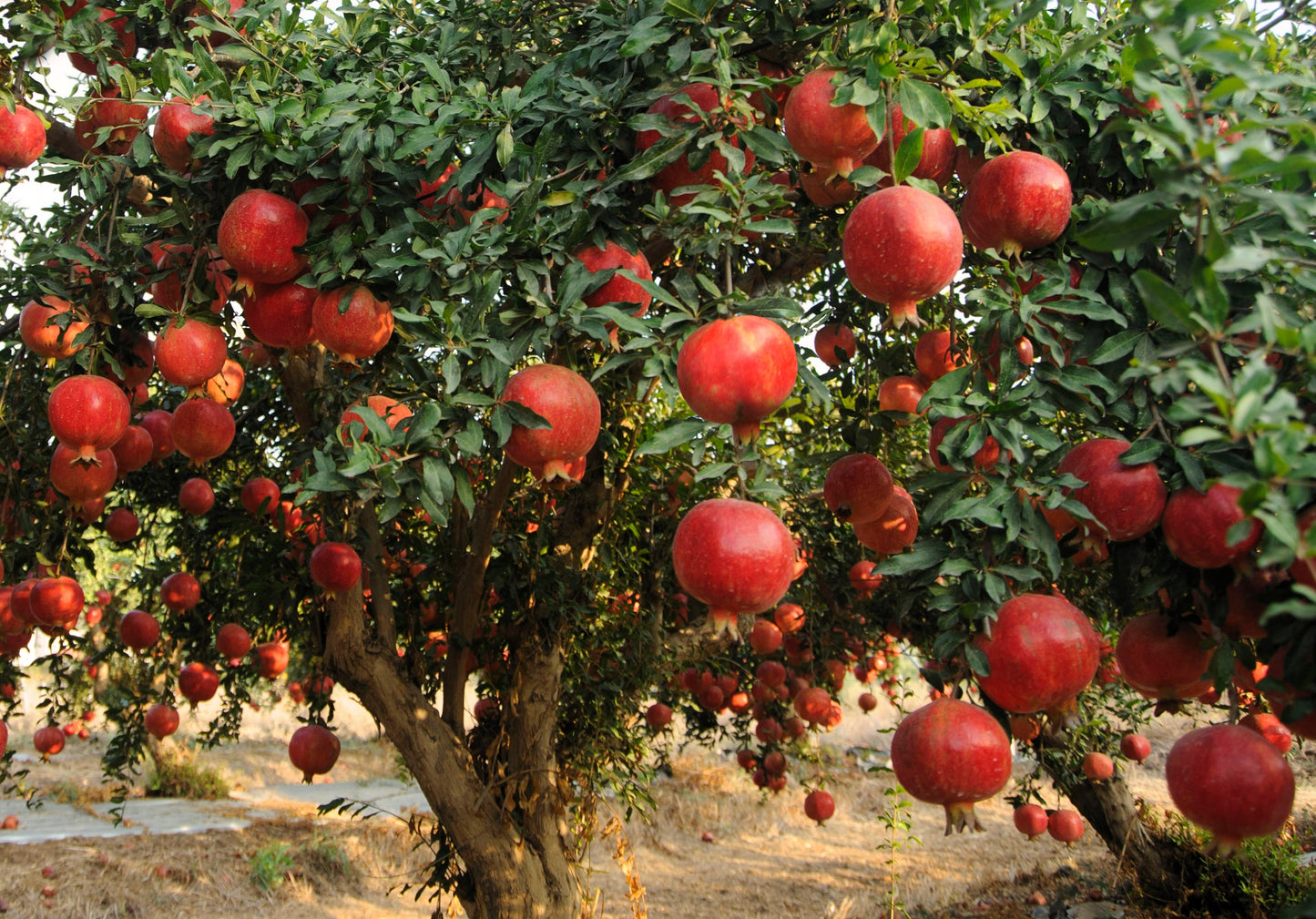 25 POMEGRANATE TREE Punica Granatum Red Fruit Seeds