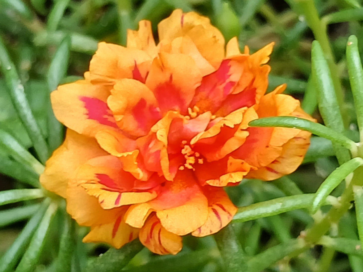 100 Mixed Colors PORTULACA MOSS ROSE Grandiflora Flower Seeds