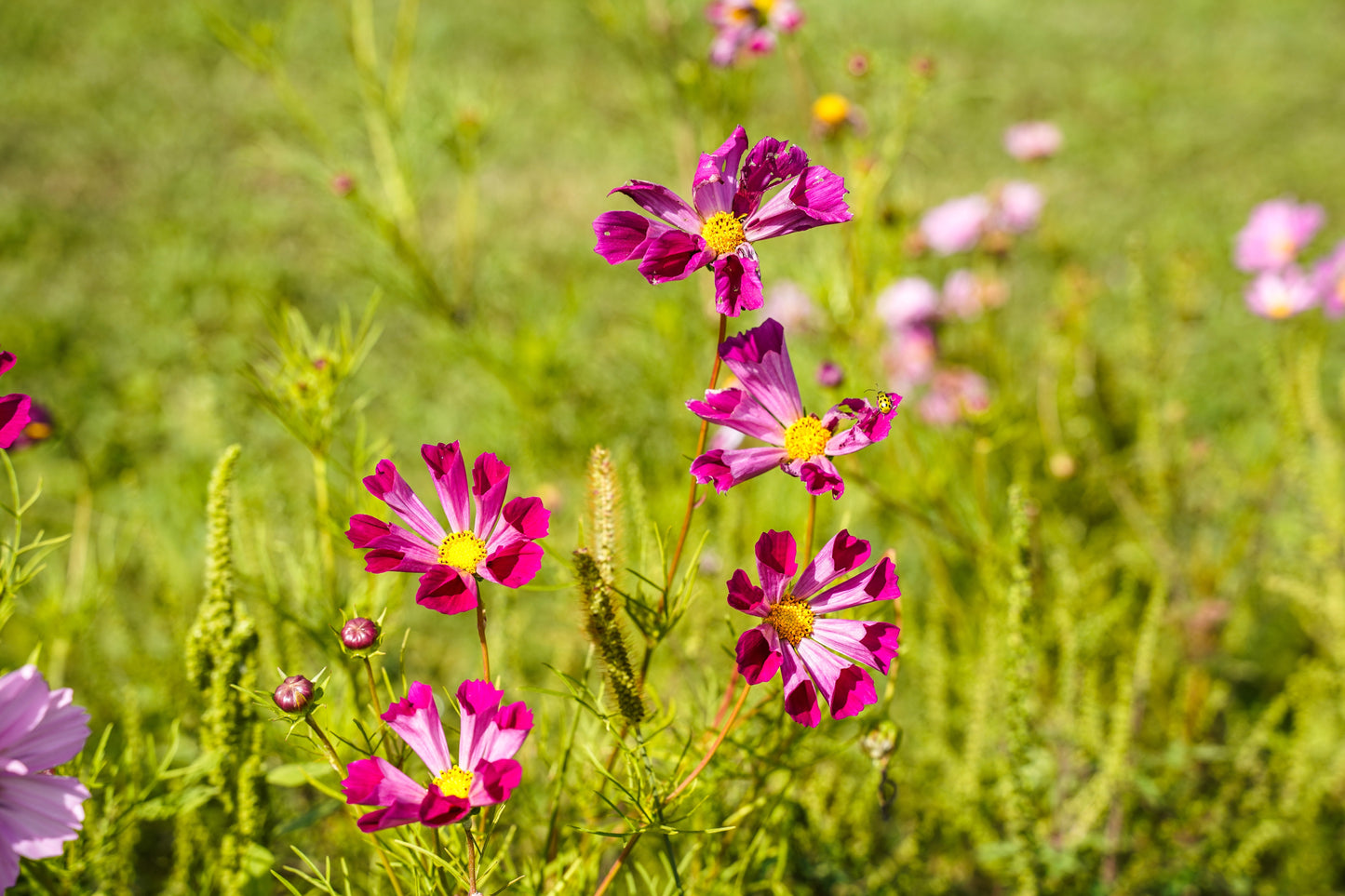 200 COSMOS SEASHELLS Cosmos Bipinnatus Sea Shells Flower Seeds