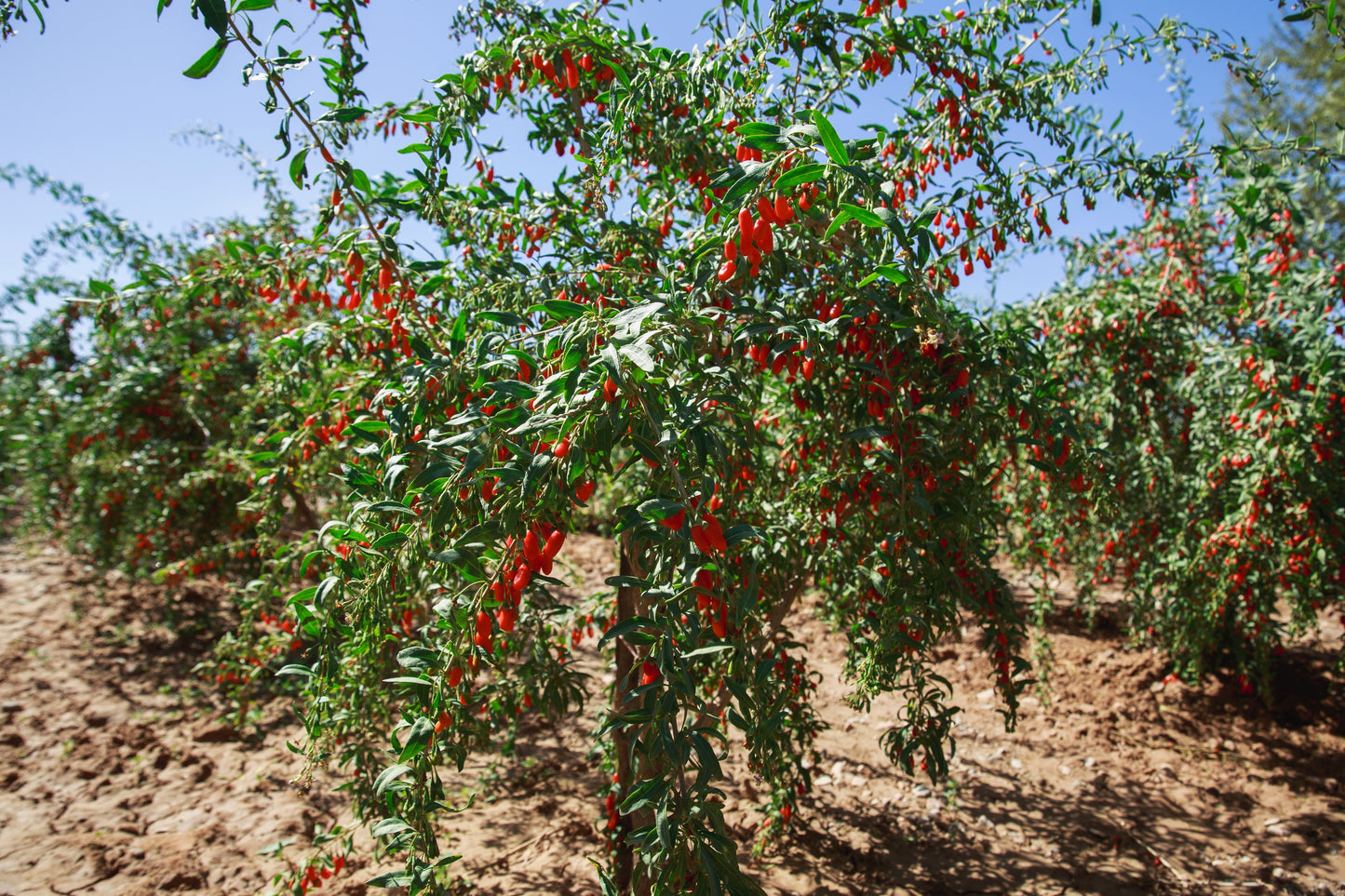 100 HIMALAYAN Tibetan GOJI BERRY Fruit Wolfberry Bush Lycium Barbarum Seeds