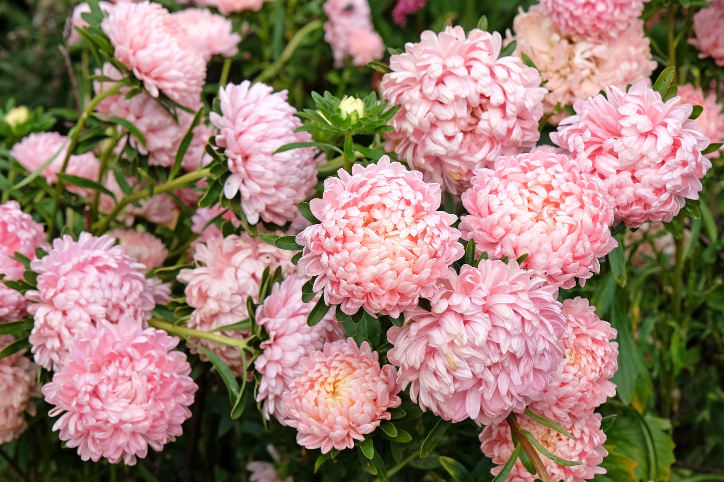 30 Duchess APRICOT PAEONY ASTER French Peony Callistephus Double Flower Seeds