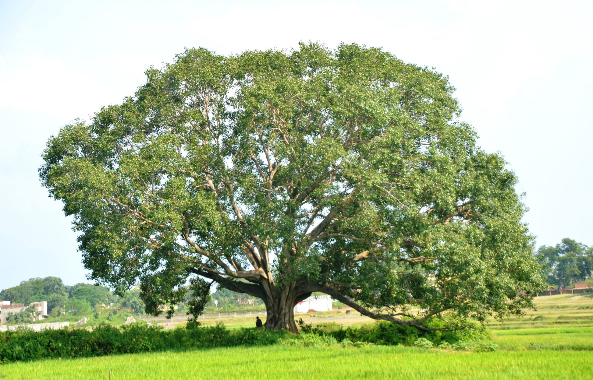 30 FICUS TREE (Bodhi Tree / Sacred Fig / Bo Tree / Pipal) Ficus Religi –  Seedville USA