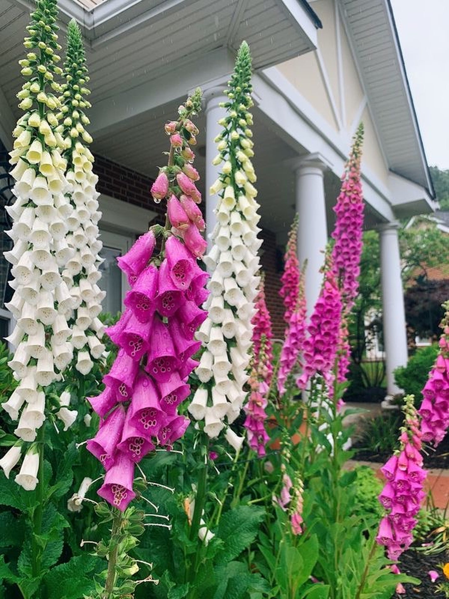 1000 FOXGLOVE EXCELSIOR MIX Digitalis Purpurea Mixed Colors Shade Flower Seeds