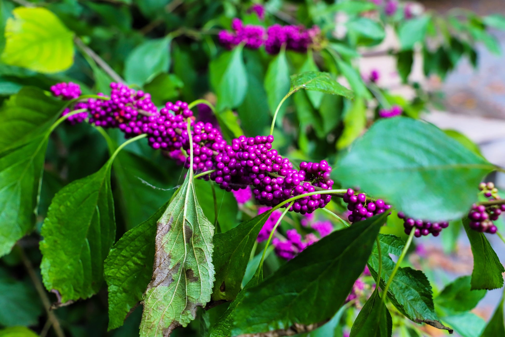 planting beautyberry seeds 40 American PURPLE BEAUTYBERRY Shrub Flower Callicarpa Americana Seeds