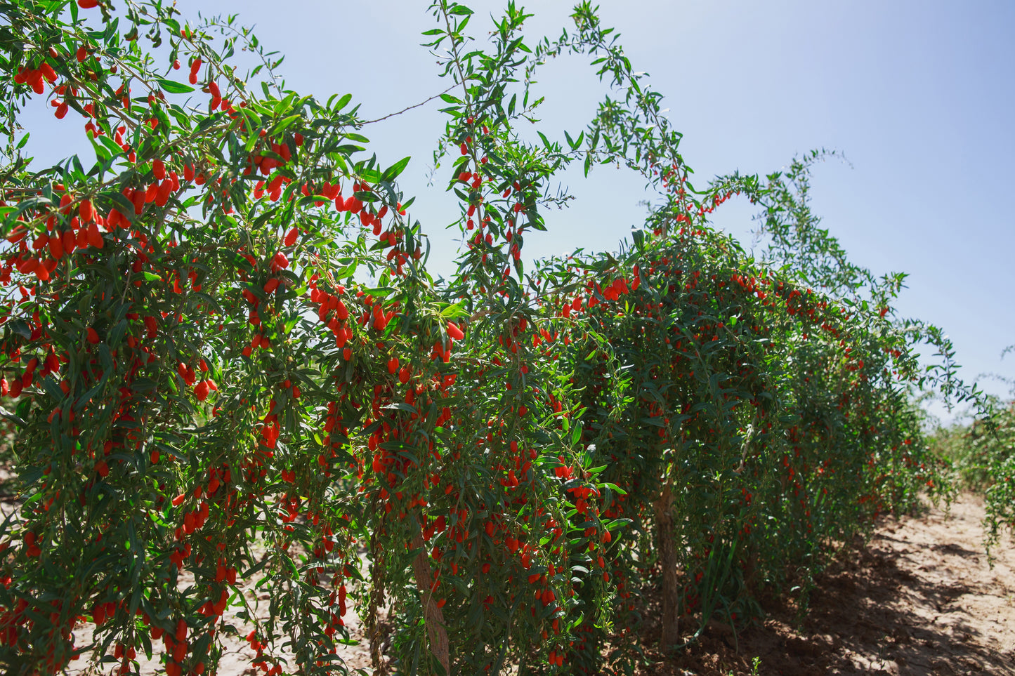 100 HIMALAYAN Tibetan GOJI BERRY Fruit Wolfberry Bush Lycium Barbarum Seeds