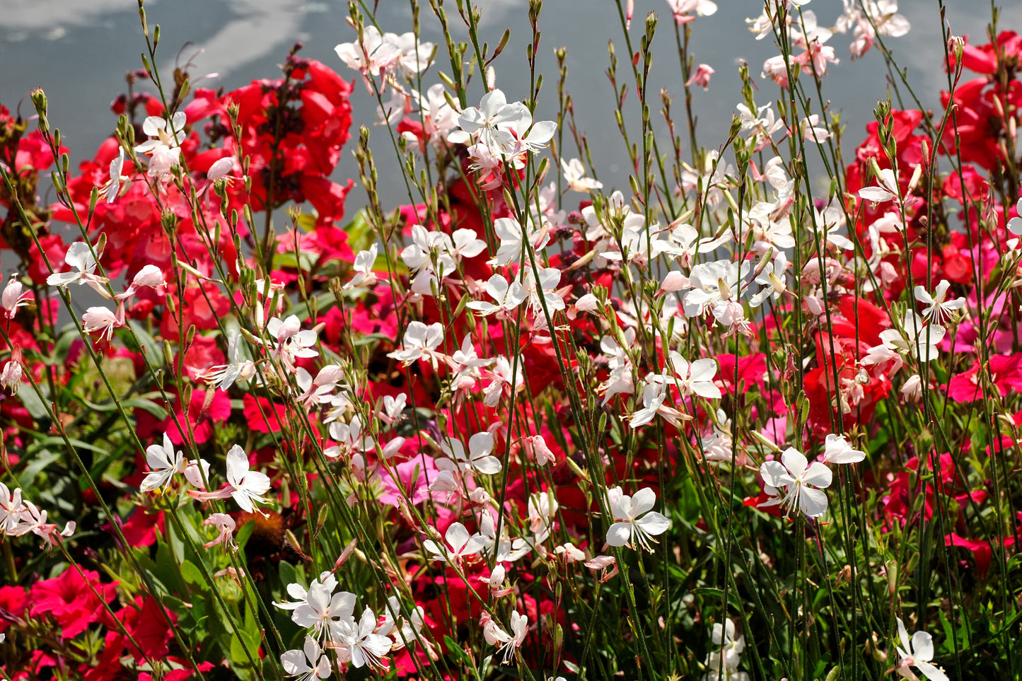 100 White GAURA WHIRLING BUTTERFLIES Gaura Lindheimeri Flower Seeds