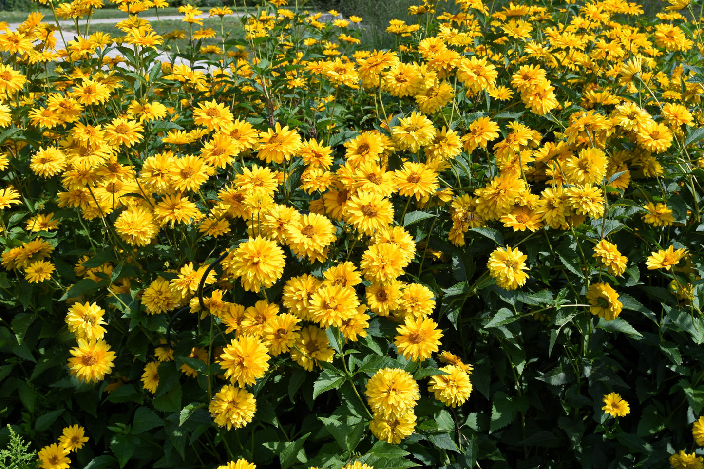 50 SUMMER SUN SUNDROPS Yellow Heliopsis Scabra False Sunflower Flower Seeds
