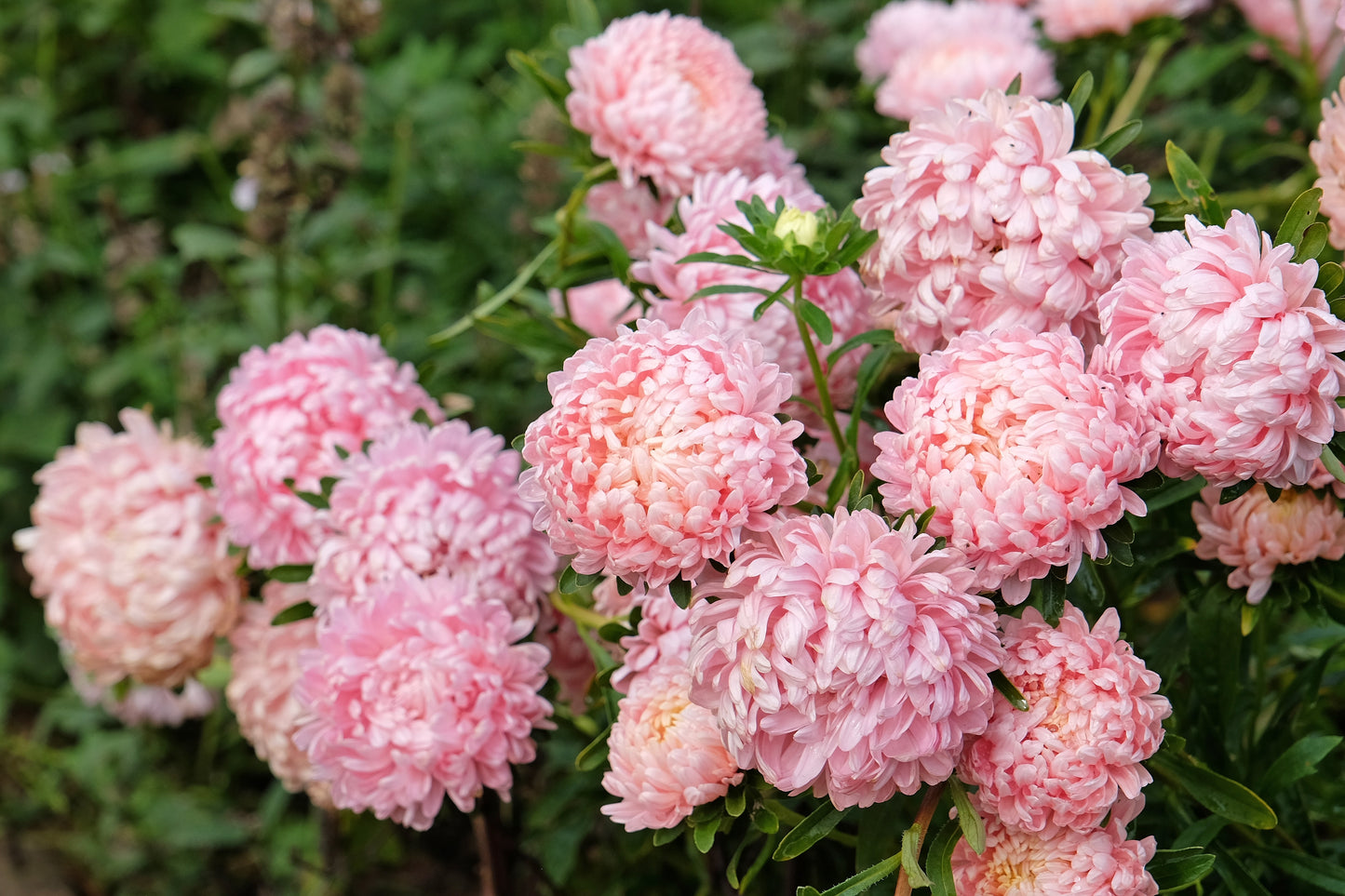 30 Duchess APRICOT PAEONY ASTER French Peony Callistephus Double Flower Seeds