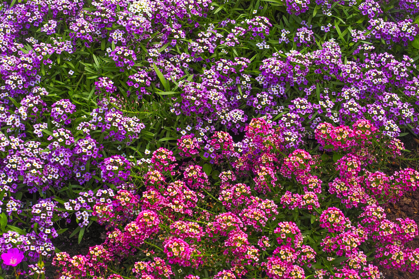 500 Sweet ALYSSUM ROYAL CARPET Lobularia Maritima Violet Blue Flower Seeds
