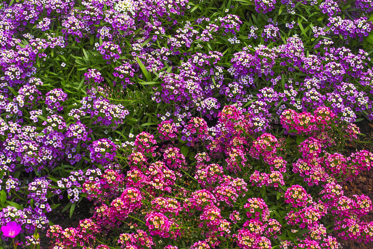 500 Sweet ALYSSUM ROYAL CARPET Lobularia Maritima Violet Blue Flower Seeds