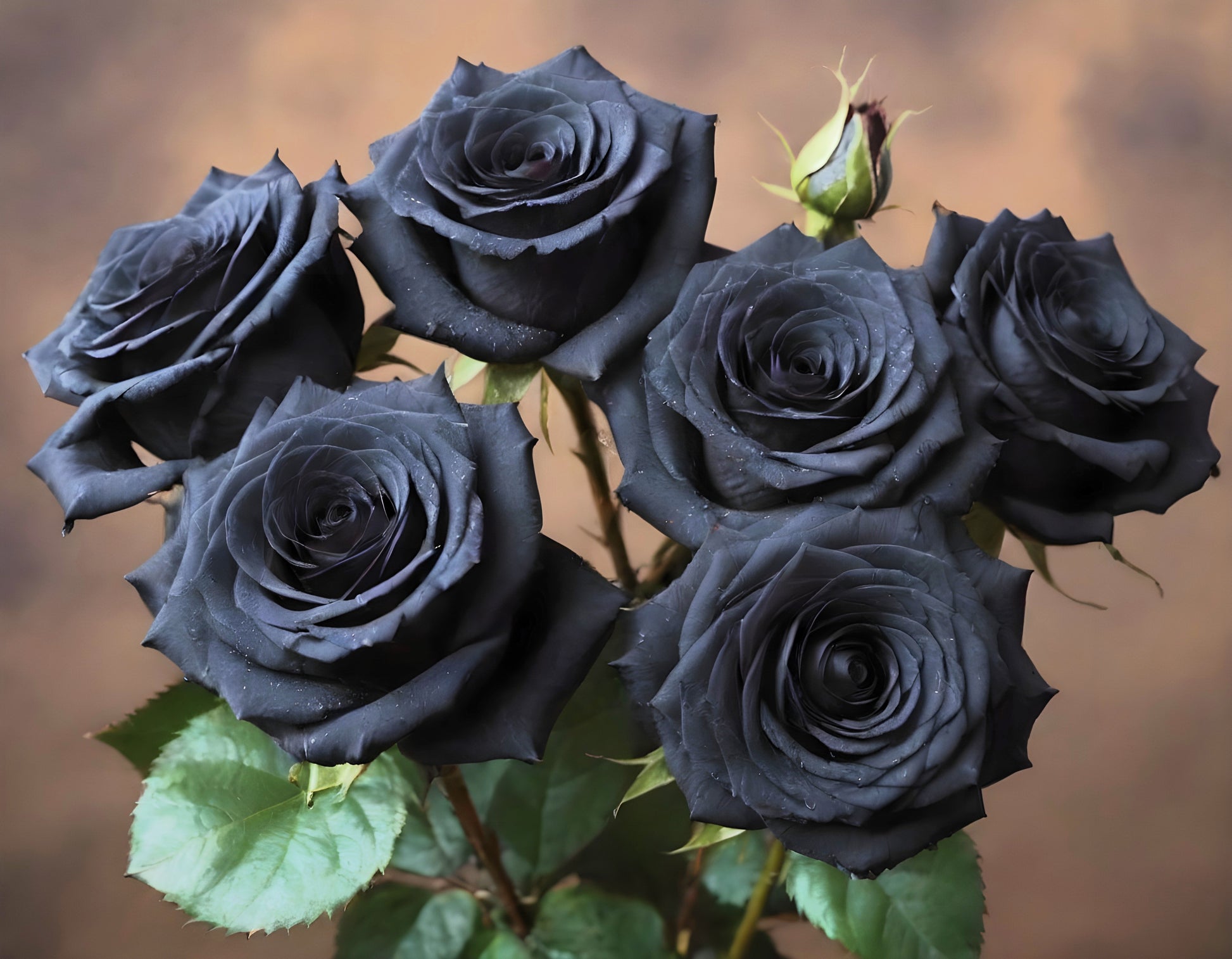 black rose flower seeds 5 BLACK ROSE Rosa Bush Shrub Perennial Flower Seeds