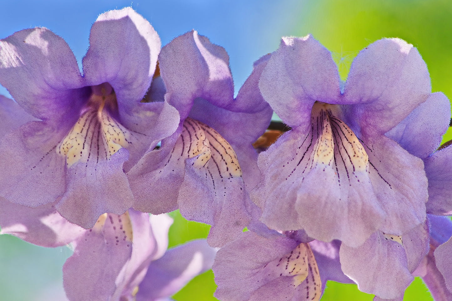 400 Royal PAULOWNIA EMPRESS TREE Tomentosa Flower Seeds