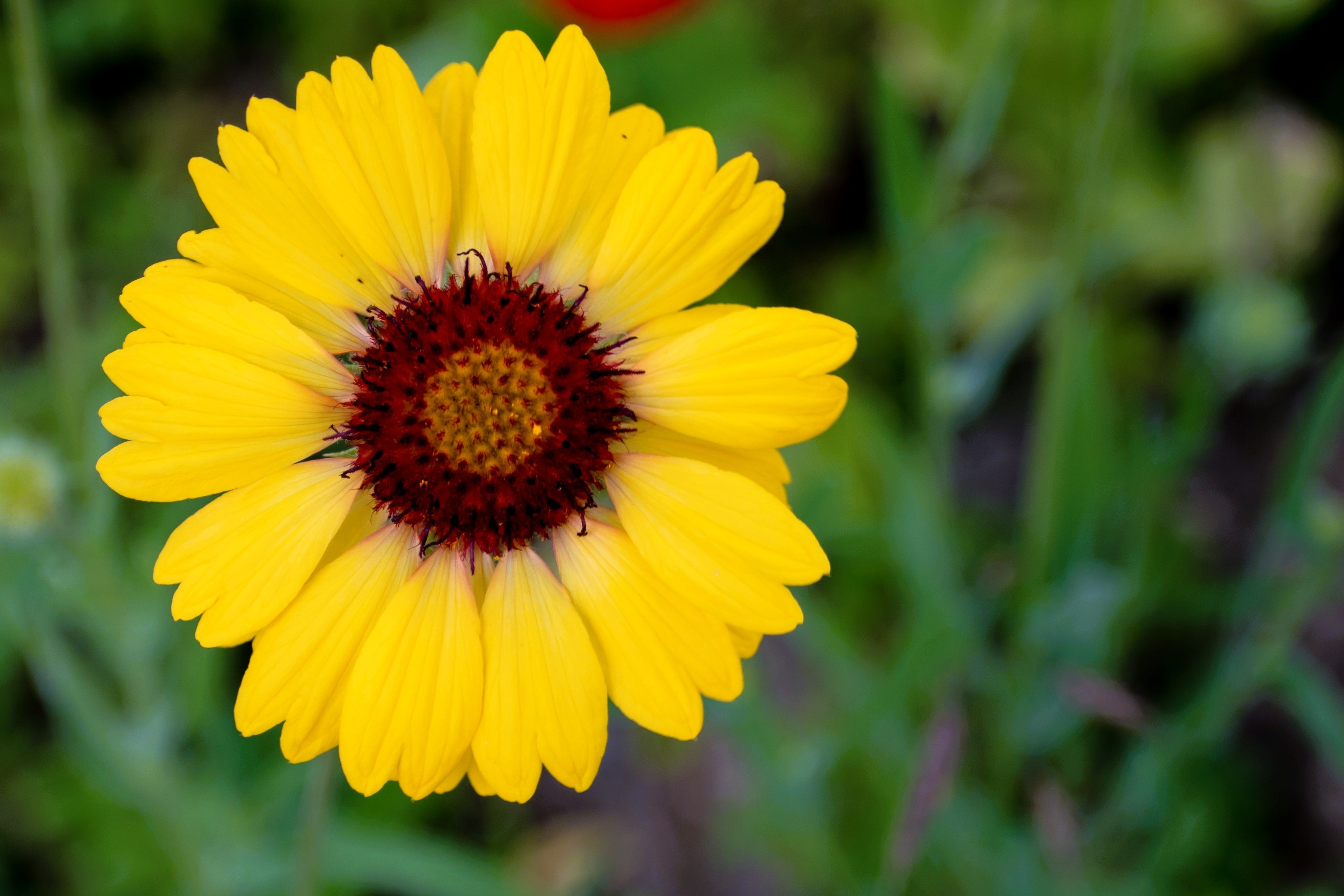 Yellow Gaillardia Seeds - Thumbnail 4