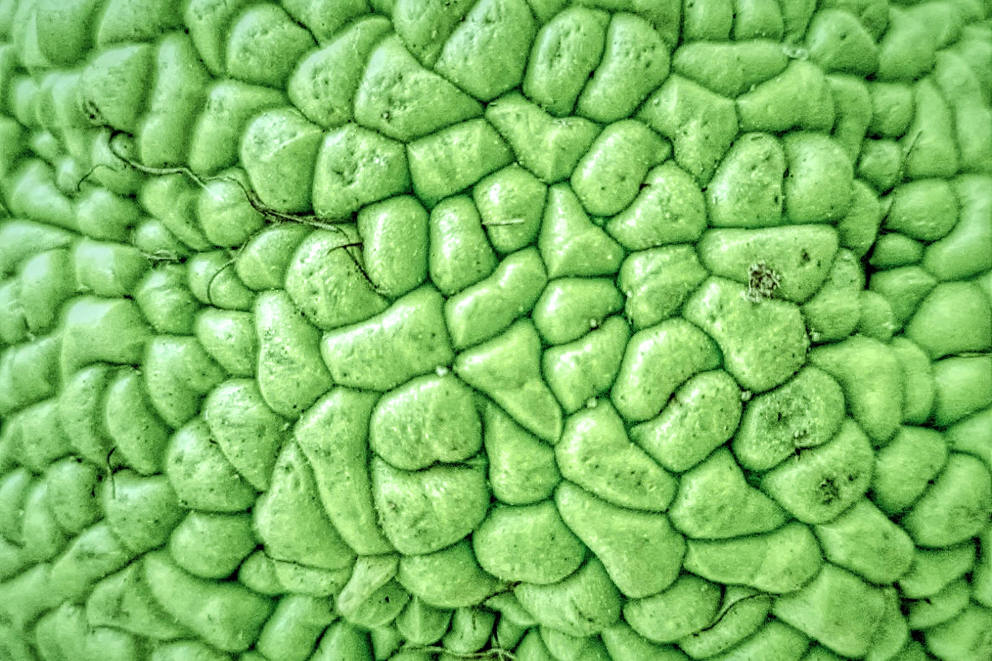 10 HEDGE APPLE Osage Orange Horse Apple Monkey Ball Maclura Pomifera Tree Seeds