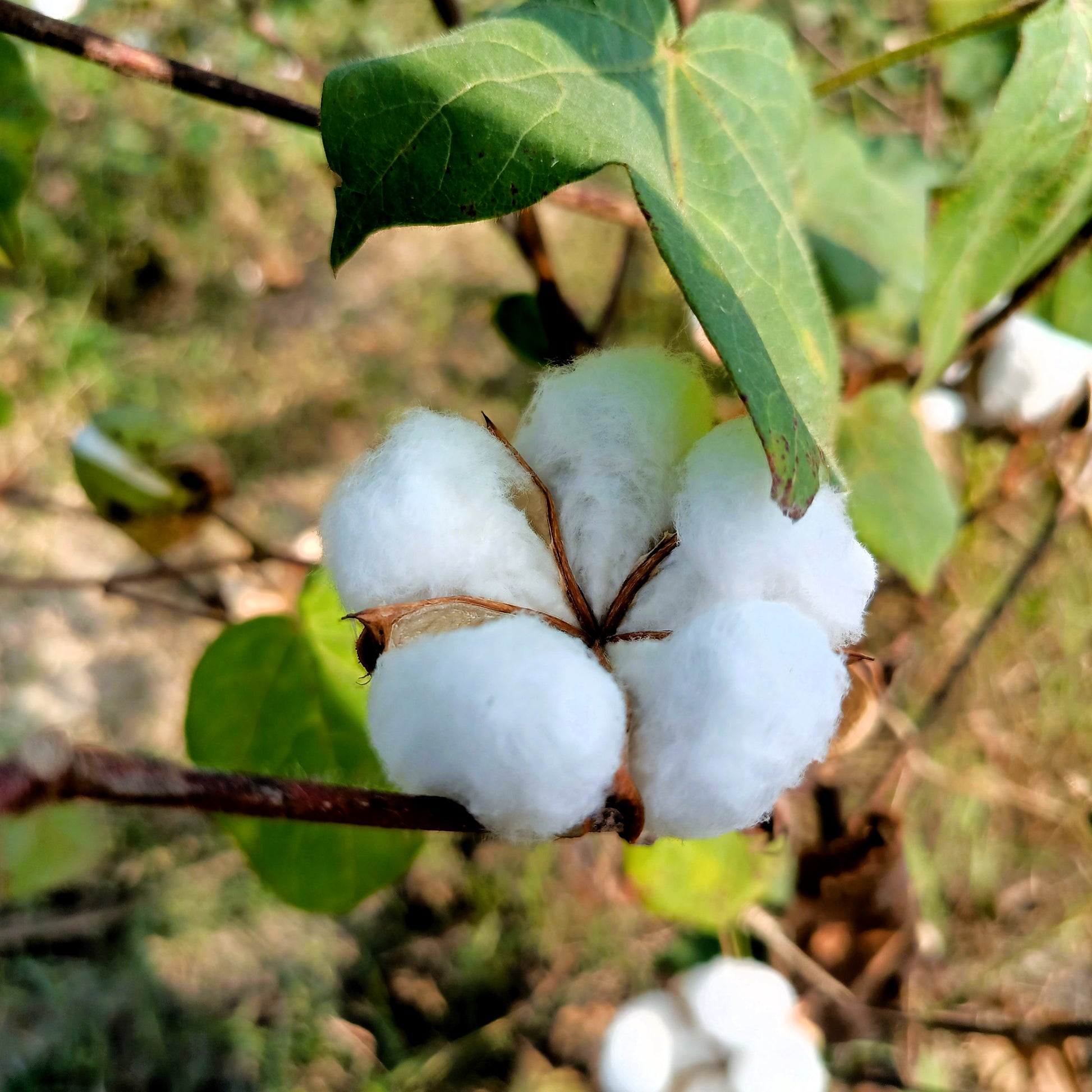 25 WHITE COTTON Gossypium Hirsutum Plant Seeds – Seedville USA