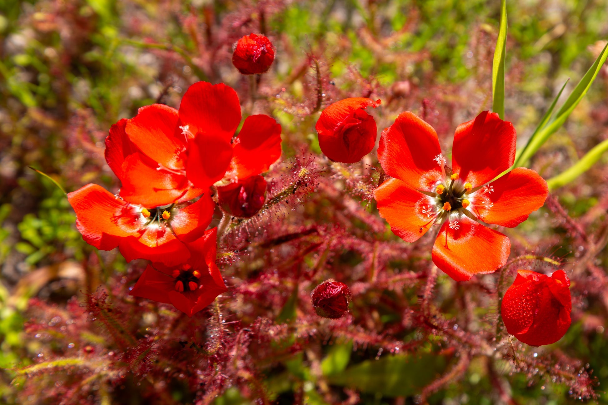 planting sundew seeds 10 CARNIVOROUS SUNDEW PLANT Drosera Flower Seeds – Seedville USA