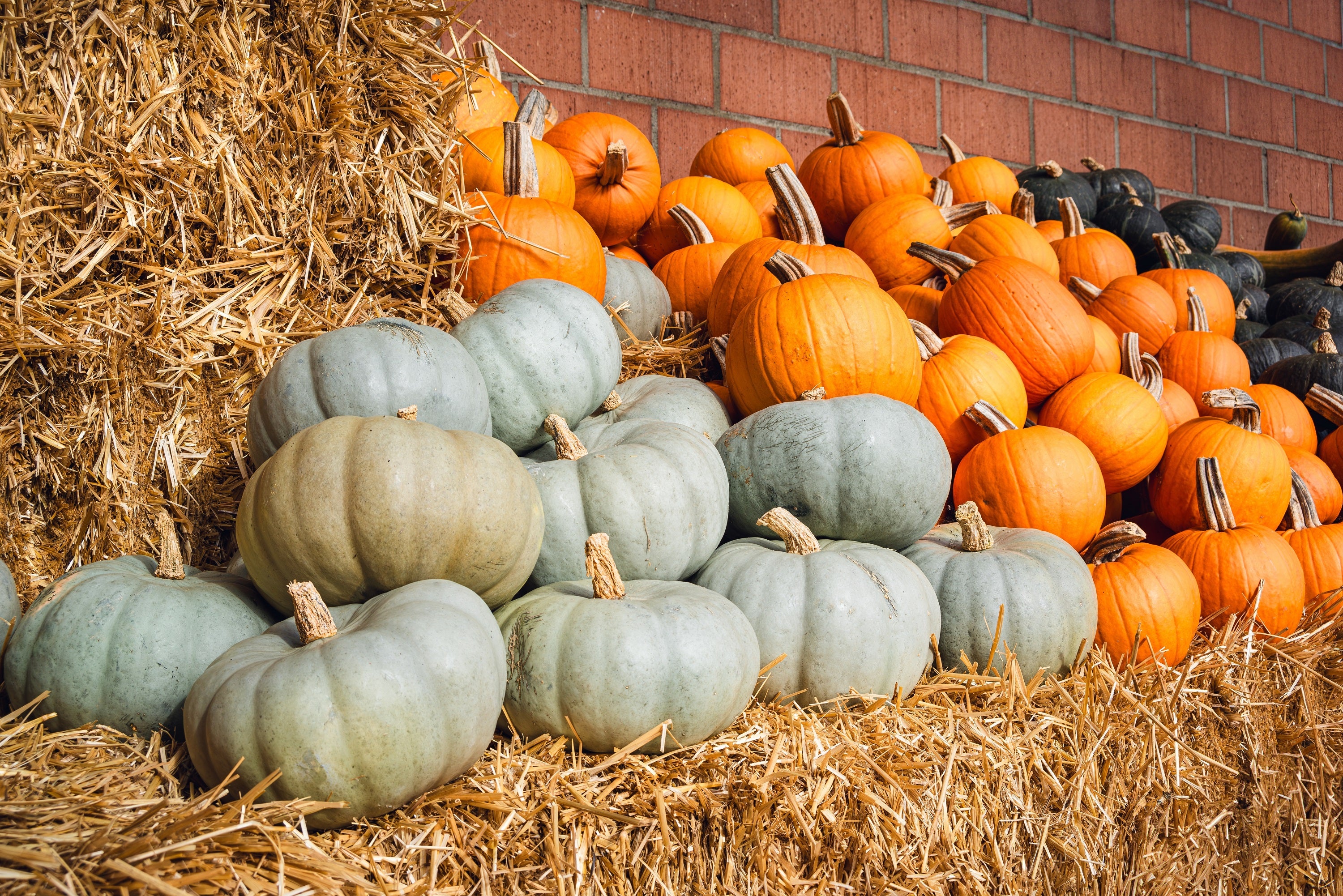 15 JARRAHDALE GREEN PUMPKIN Jarradale Blue Grey Cucurbita Maxima