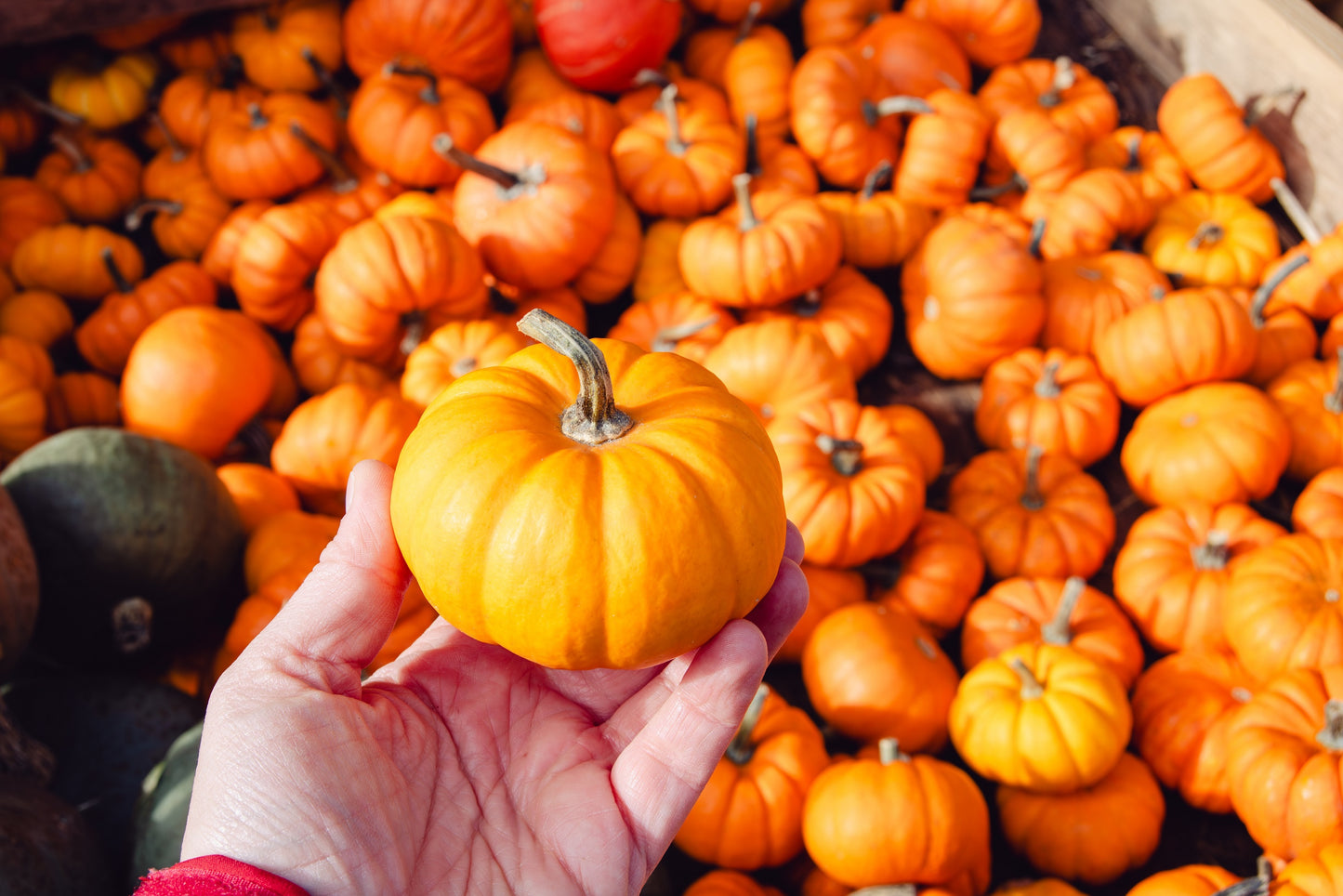 20 JACK Be LITTLE PUMPKIN Miniature Vegetable Cucurbita Pepo Seeds