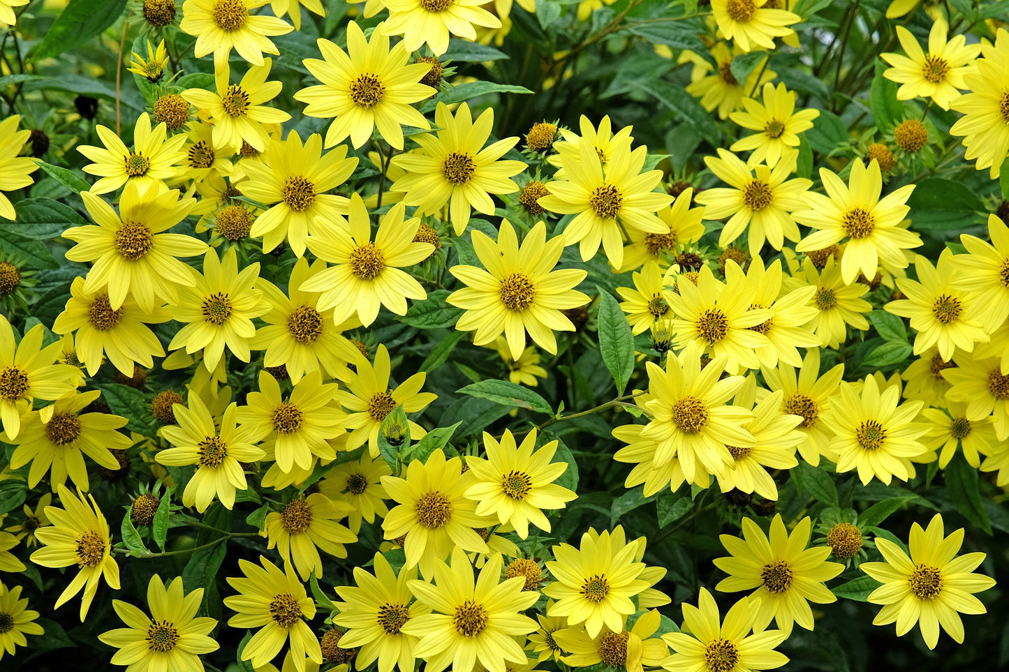 50 LEMON QUEEN SUNFLOWER Perennial Helianthus Yellow Flower Seeds