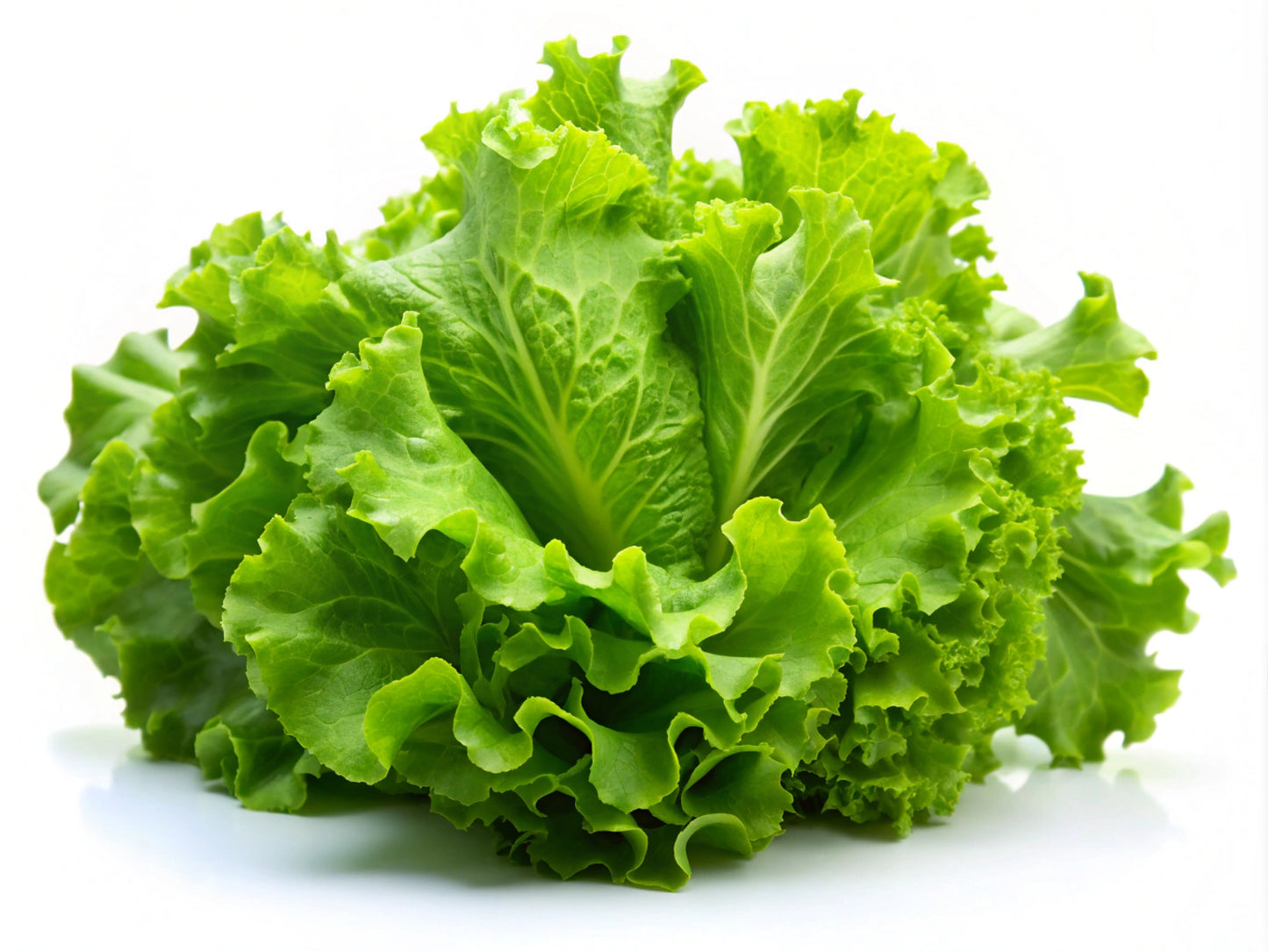 3000 Black Seeded Simpson LEAF LETTUCE Lactuca Sativa Vegetable Seeds