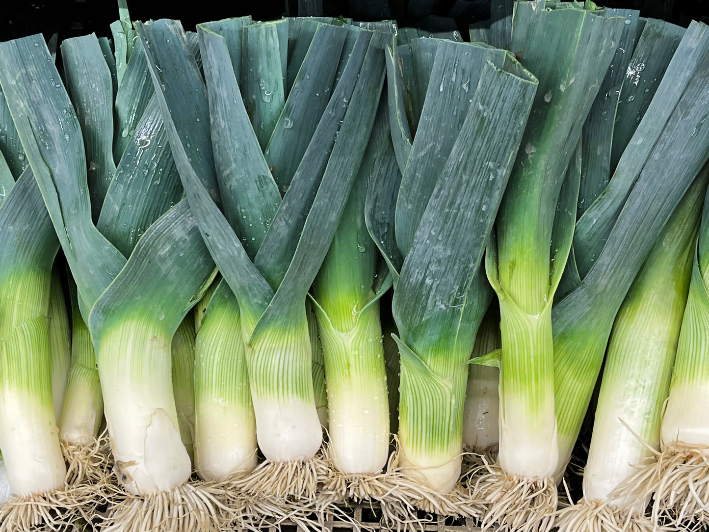 500 BROAD LONDON LEEK Allium Porrum Heirloom White & Green Vegetable Seeds