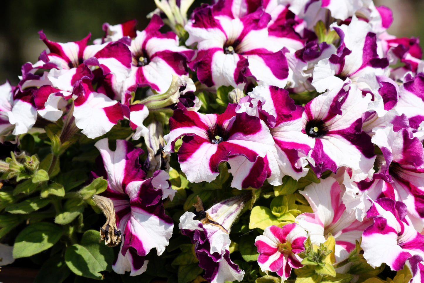 100 STAR MIX PETUNIA Mixed Colors Petunia Violacea Flower Seeds Red Blue Purple